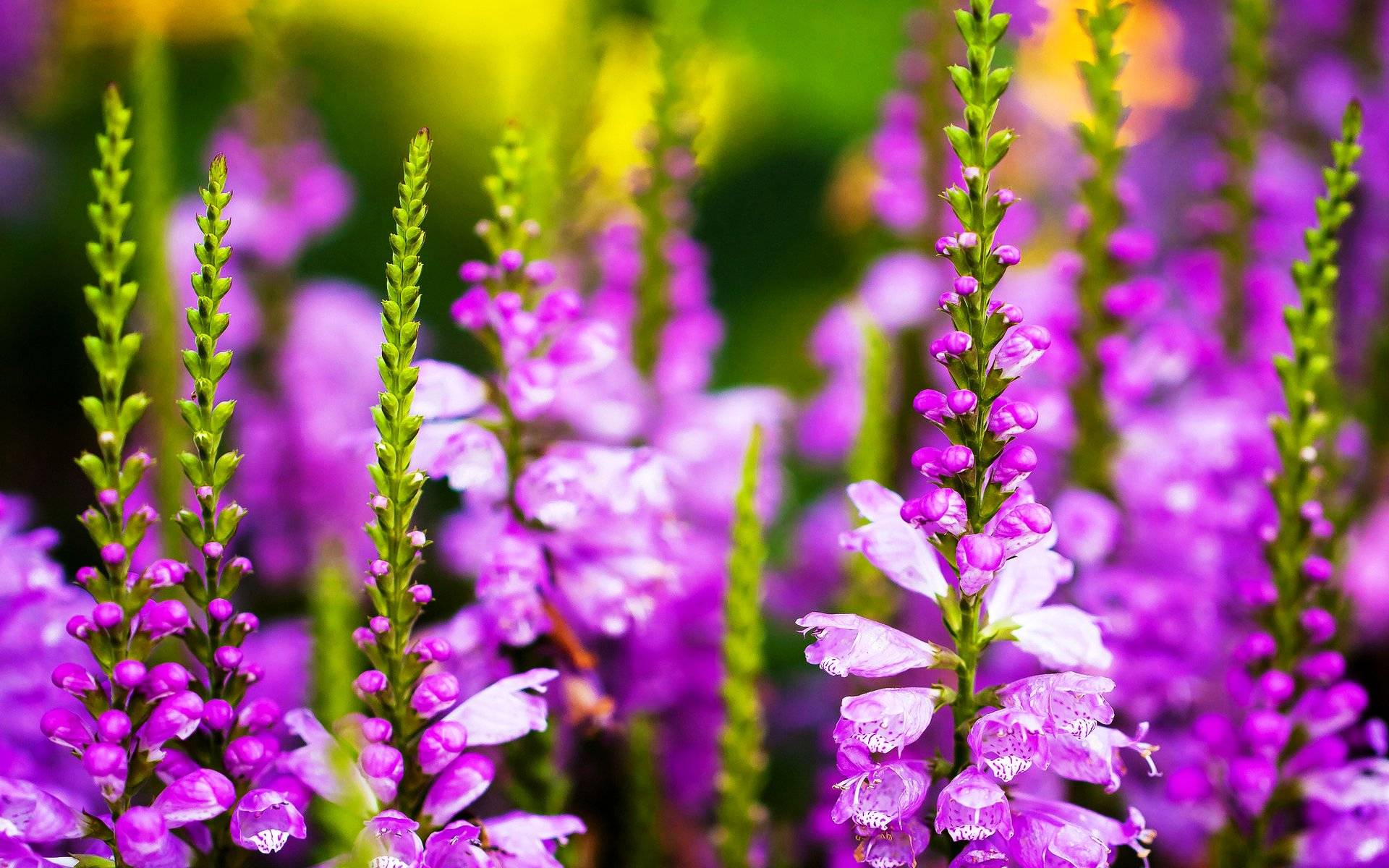 桌面上的壁纸鲜花 铃 花瓣