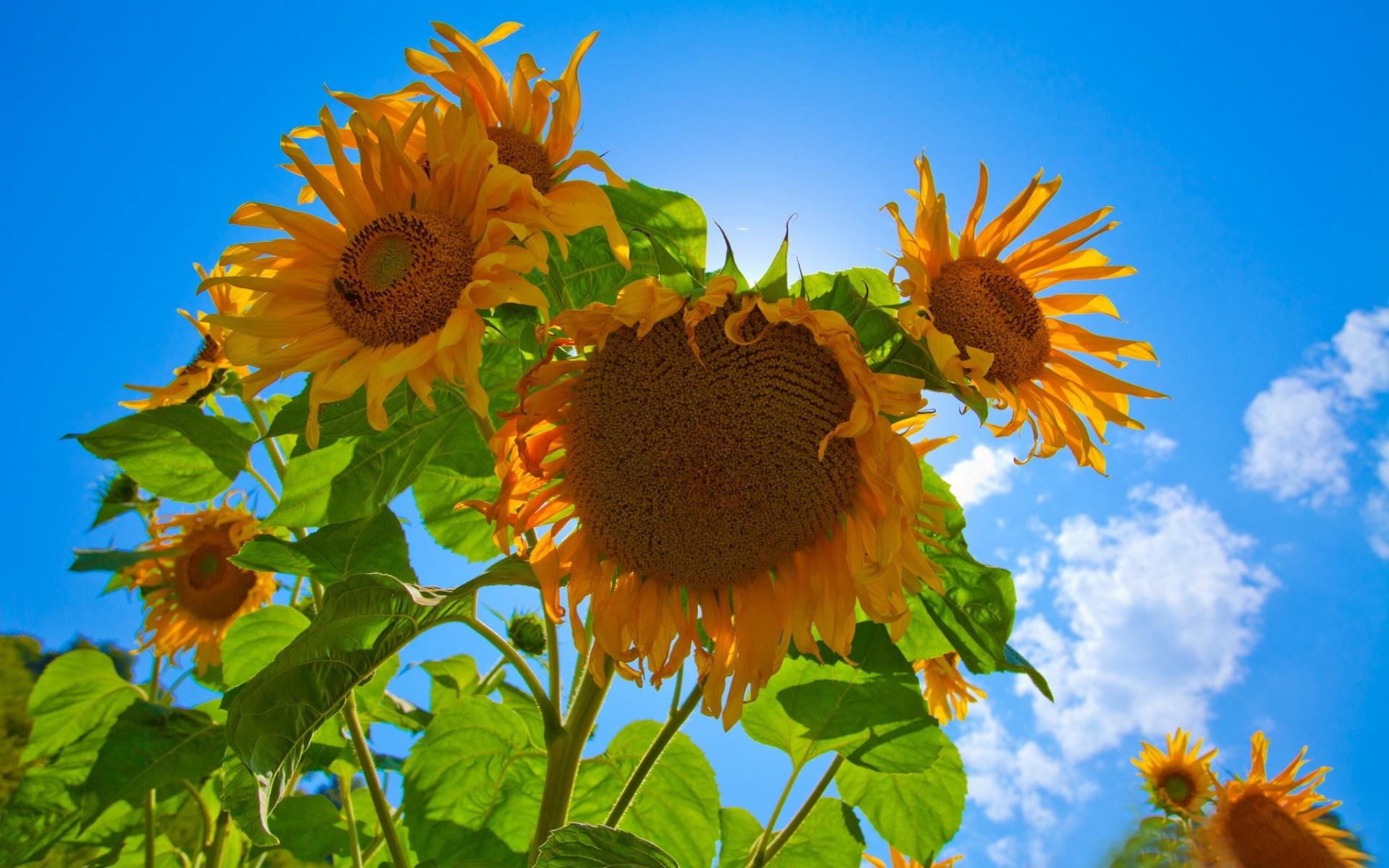 Wallpapers sunflowers sky nature on the desktop