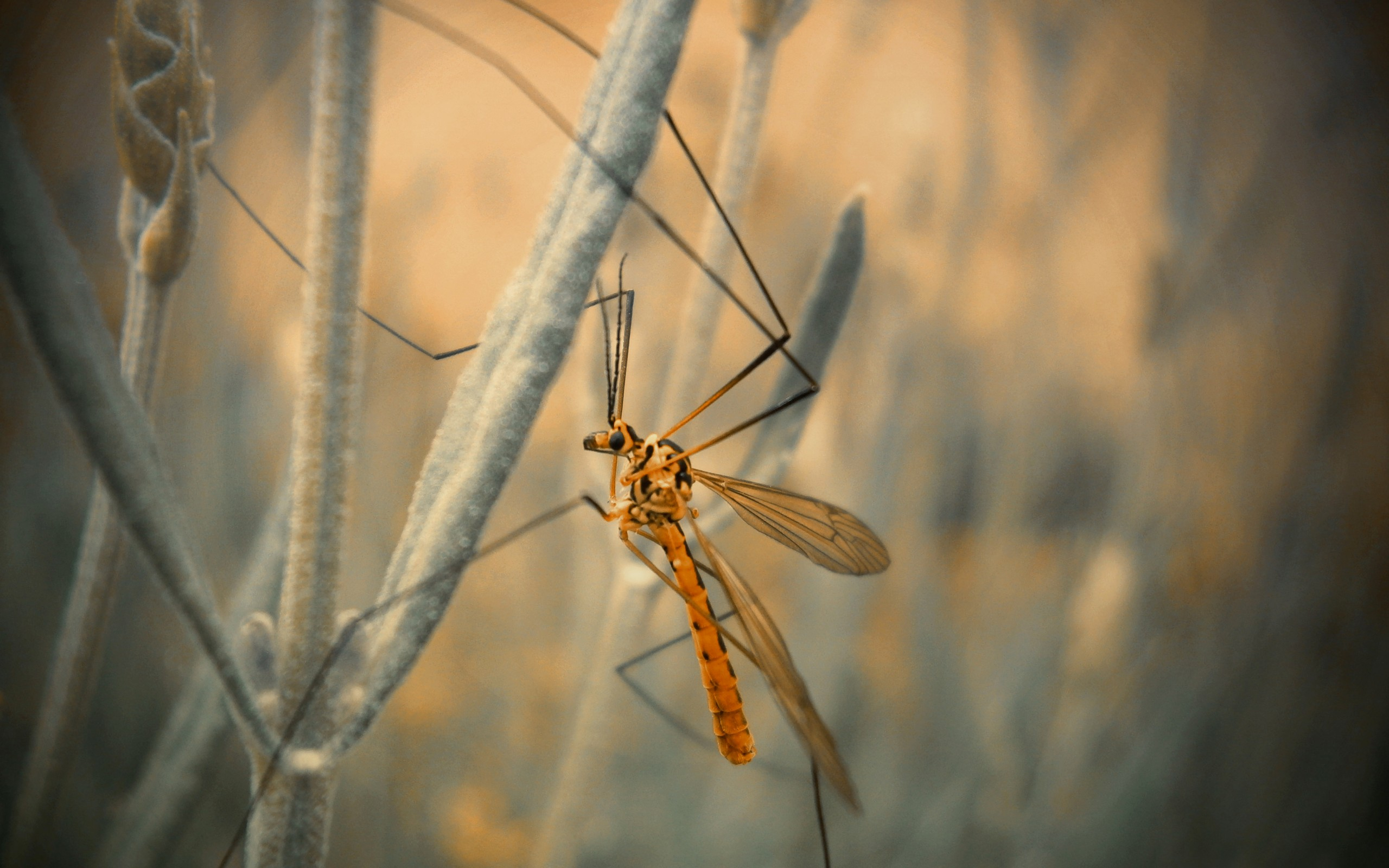 Wallpapers dragonfly wings paws on the desktop