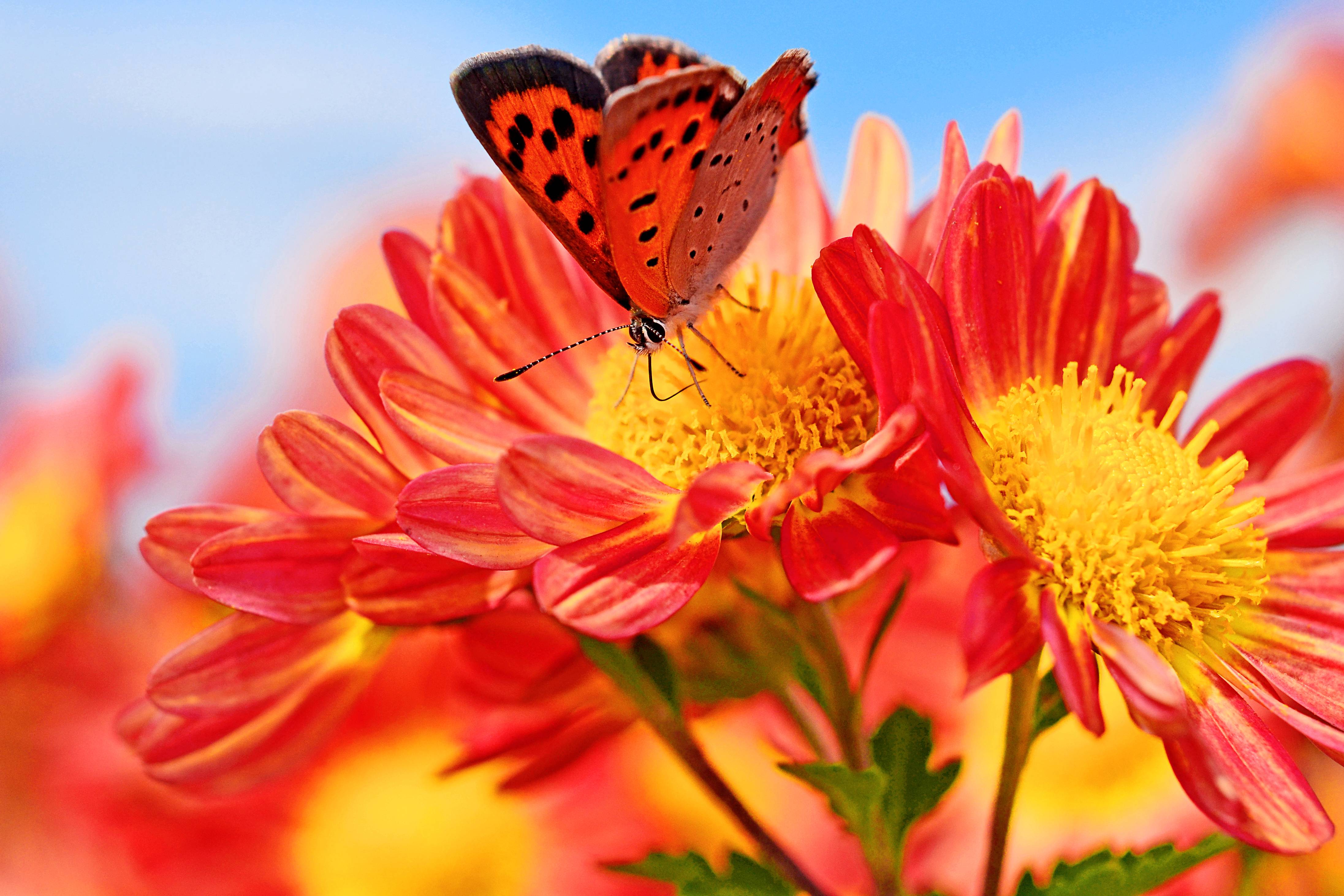 Wallpapers flowers butterfly red flowers on the desktop