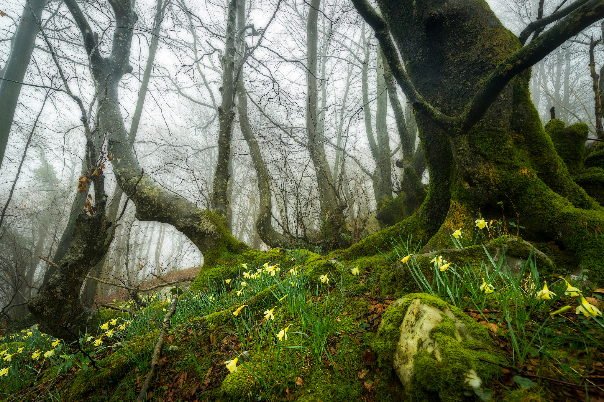 Wallpapers nature trees without leaves fog in the forest on the desktop