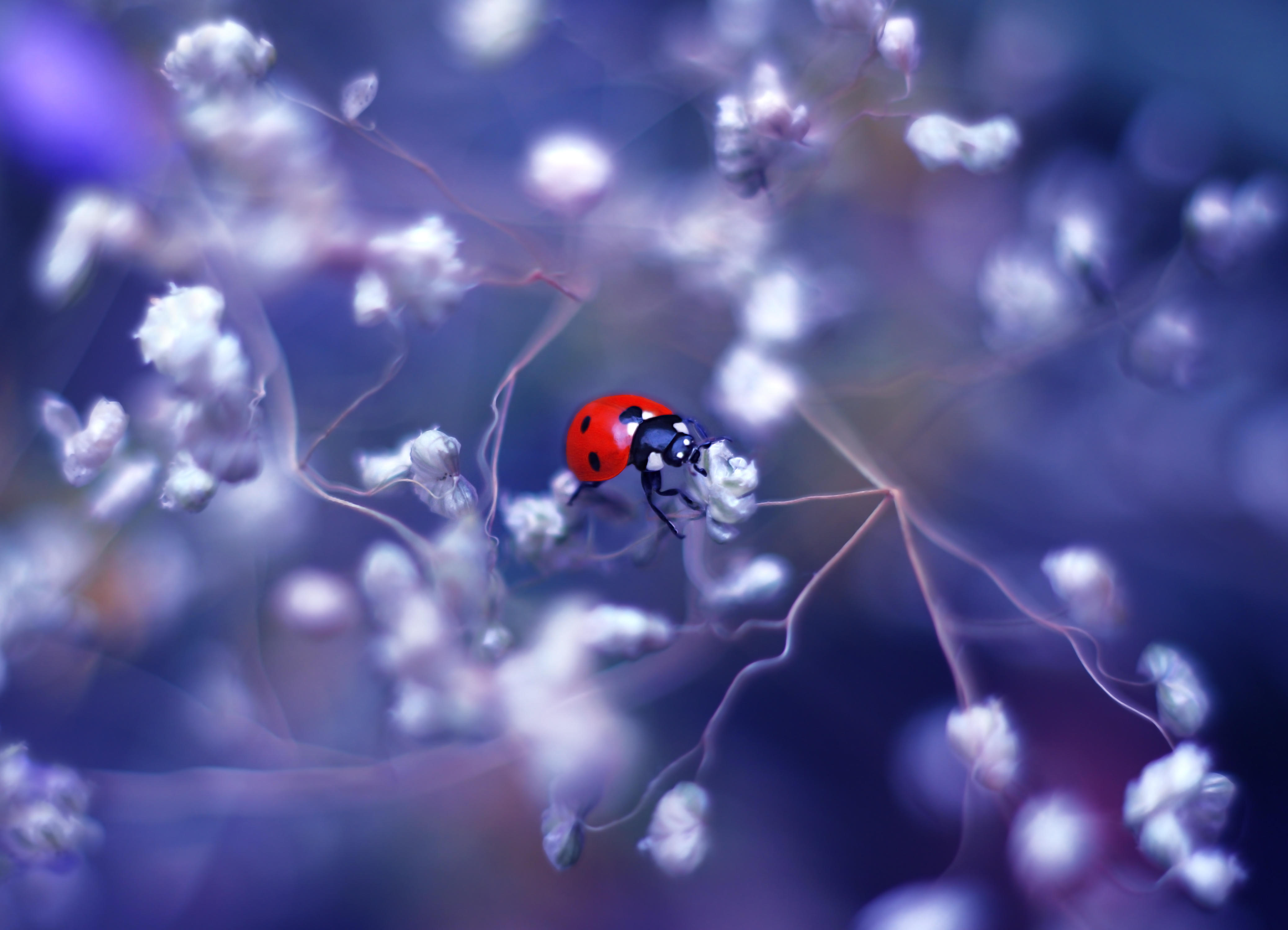 桌面上的壁纸瓢虫 花 花虫