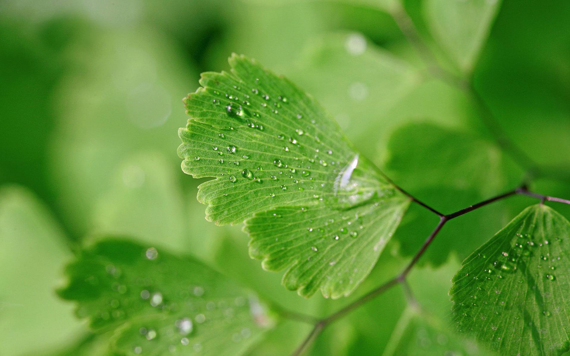 Wallpapers shrub leaves greens on the desktop