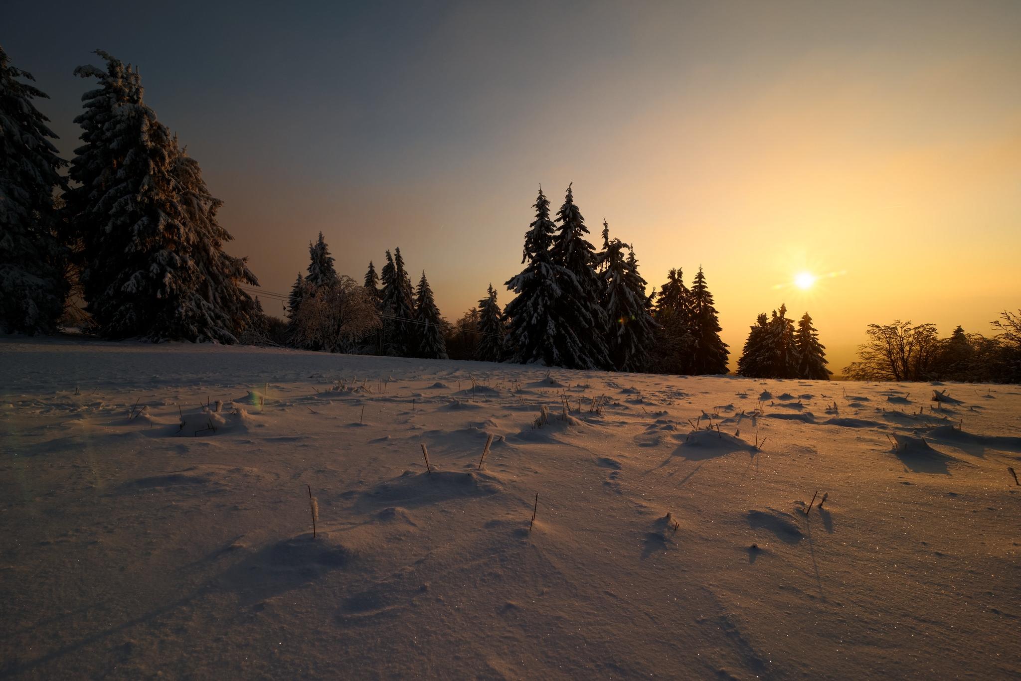 Free photo Free photo of trees, winter and without registration