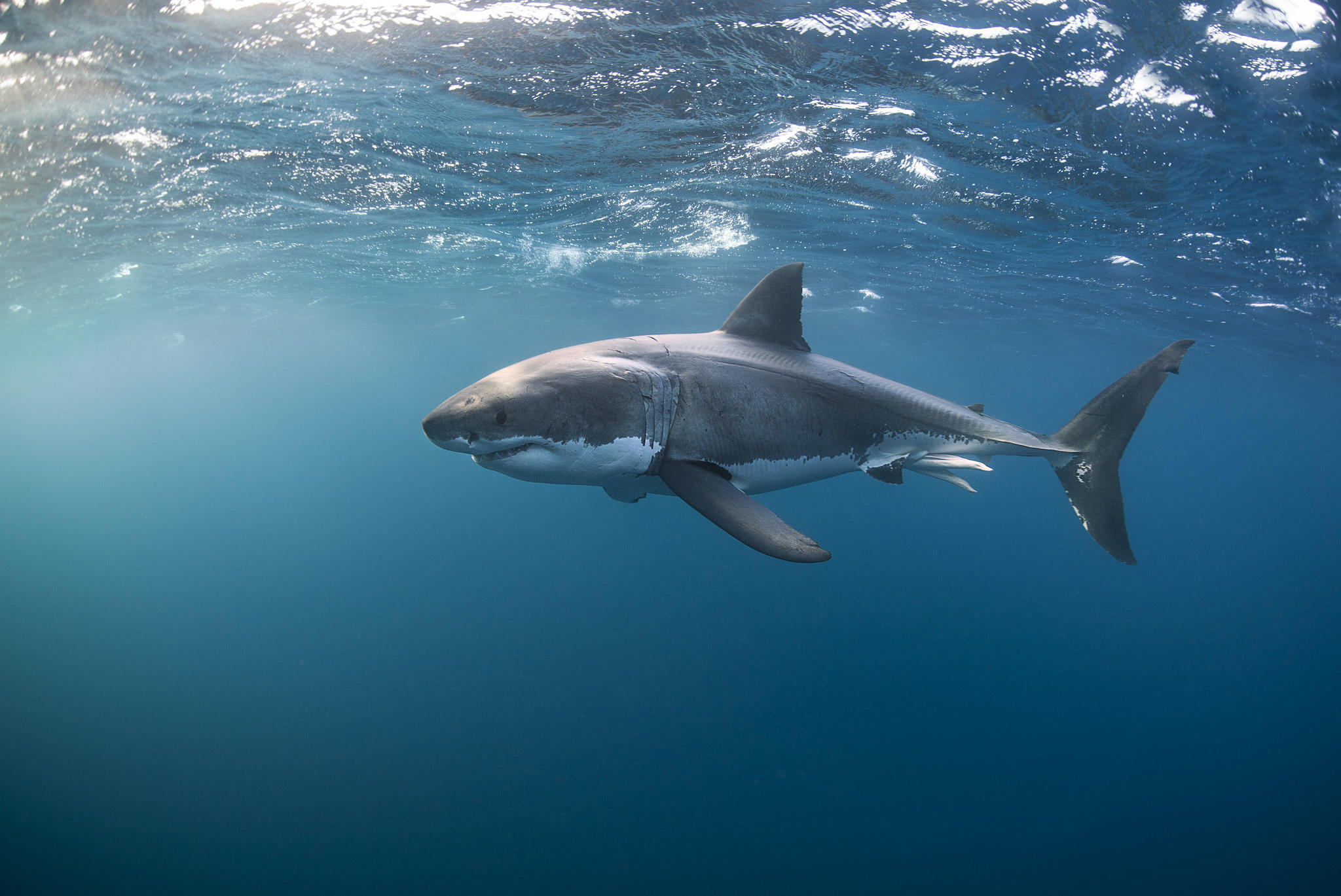 Wallpapers water shark sharks on the desktop