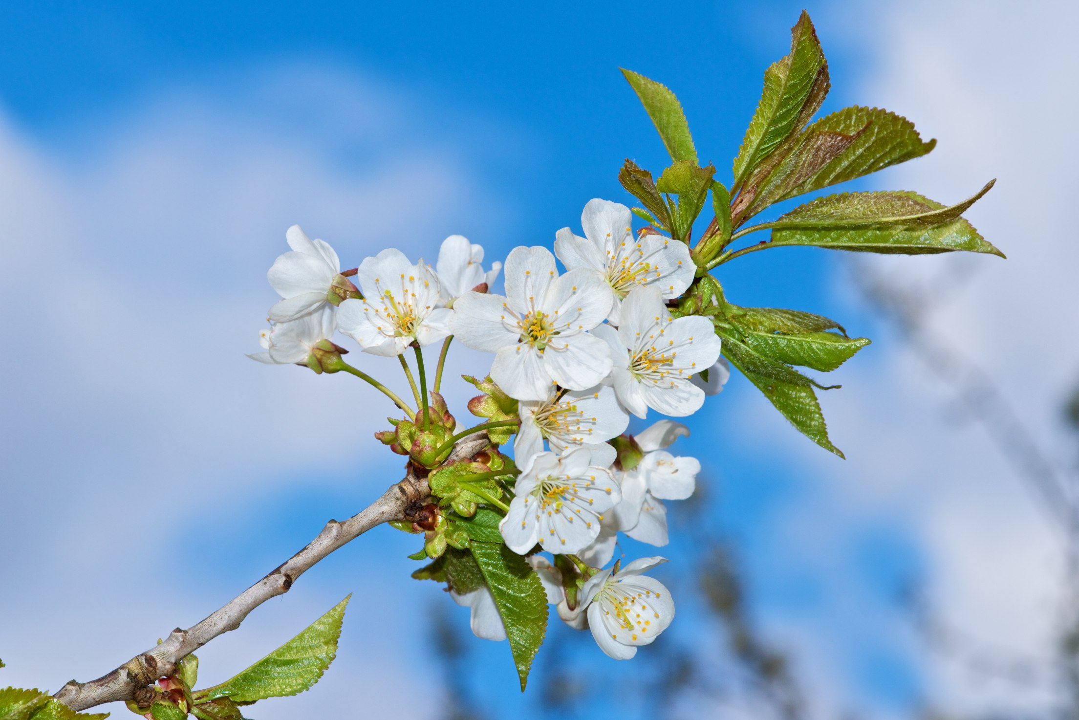 Wallpapers flowers branch spring on the desktop