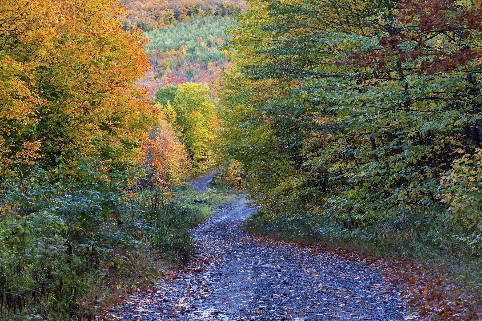 Wallpapers landscape forest gravel road on the desktop