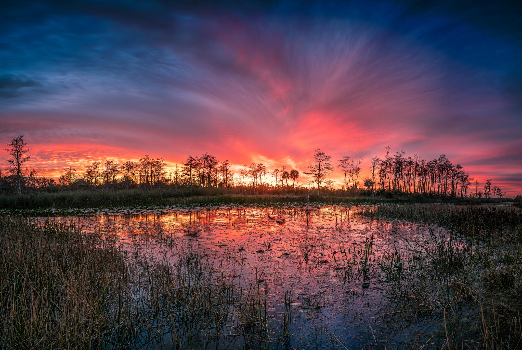 Wallpapers landscape trees Florida on the desktop