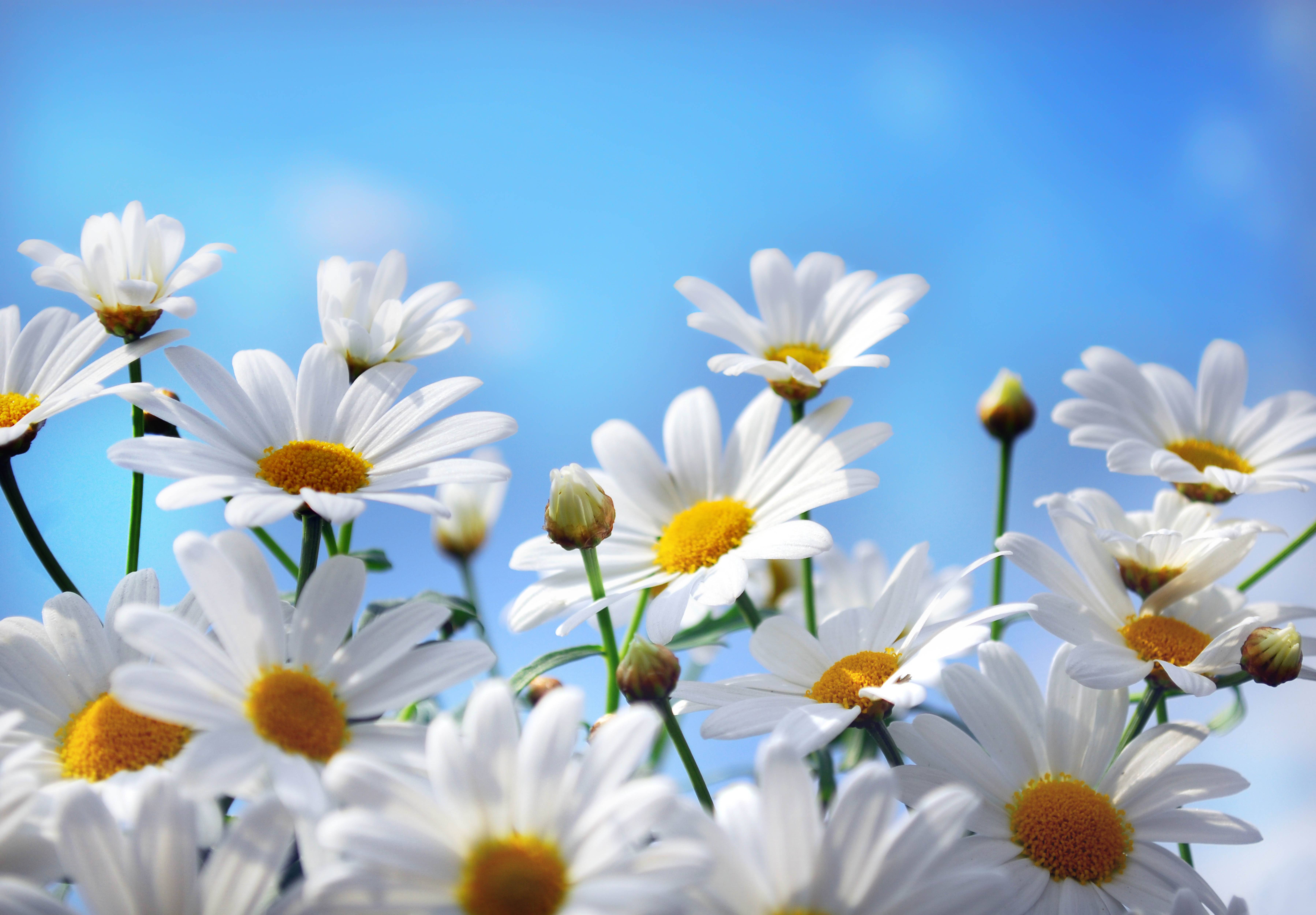 Wallpapers daisies flowers macro on the desktop