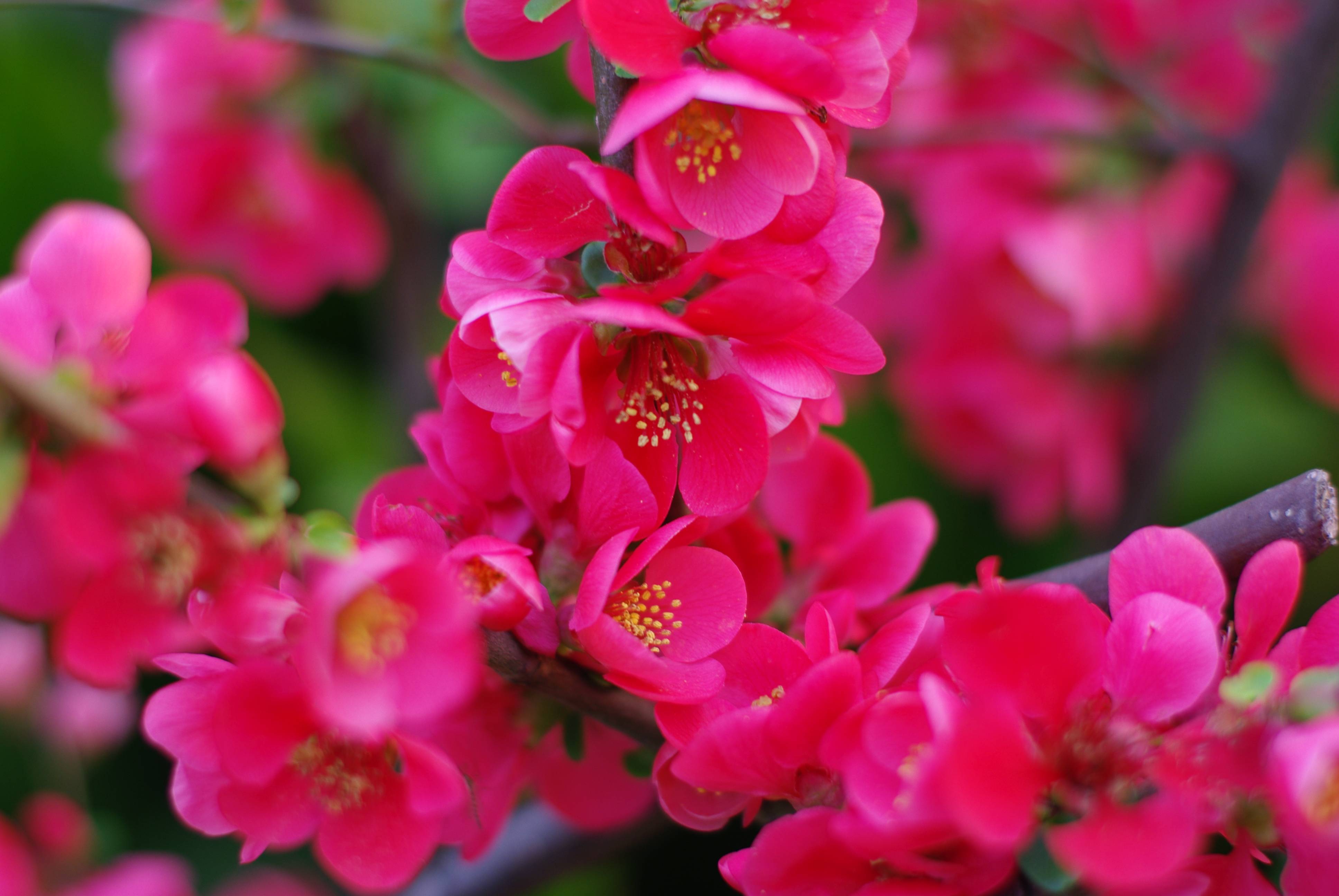 桌面上的壁纸鲜花 粉红的花朵 樱花分枝