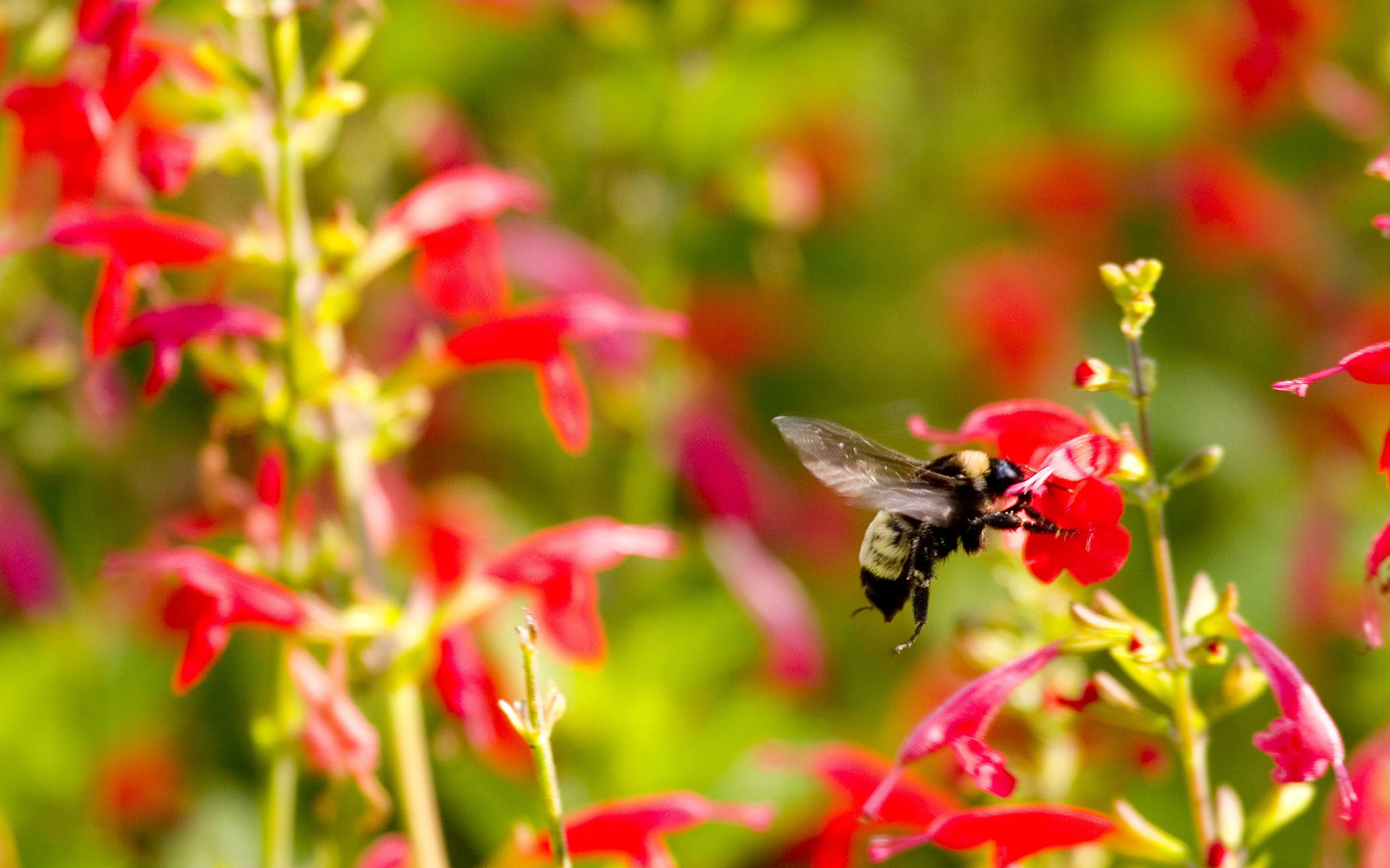 Wallpapers Bee paws wings on the desktop