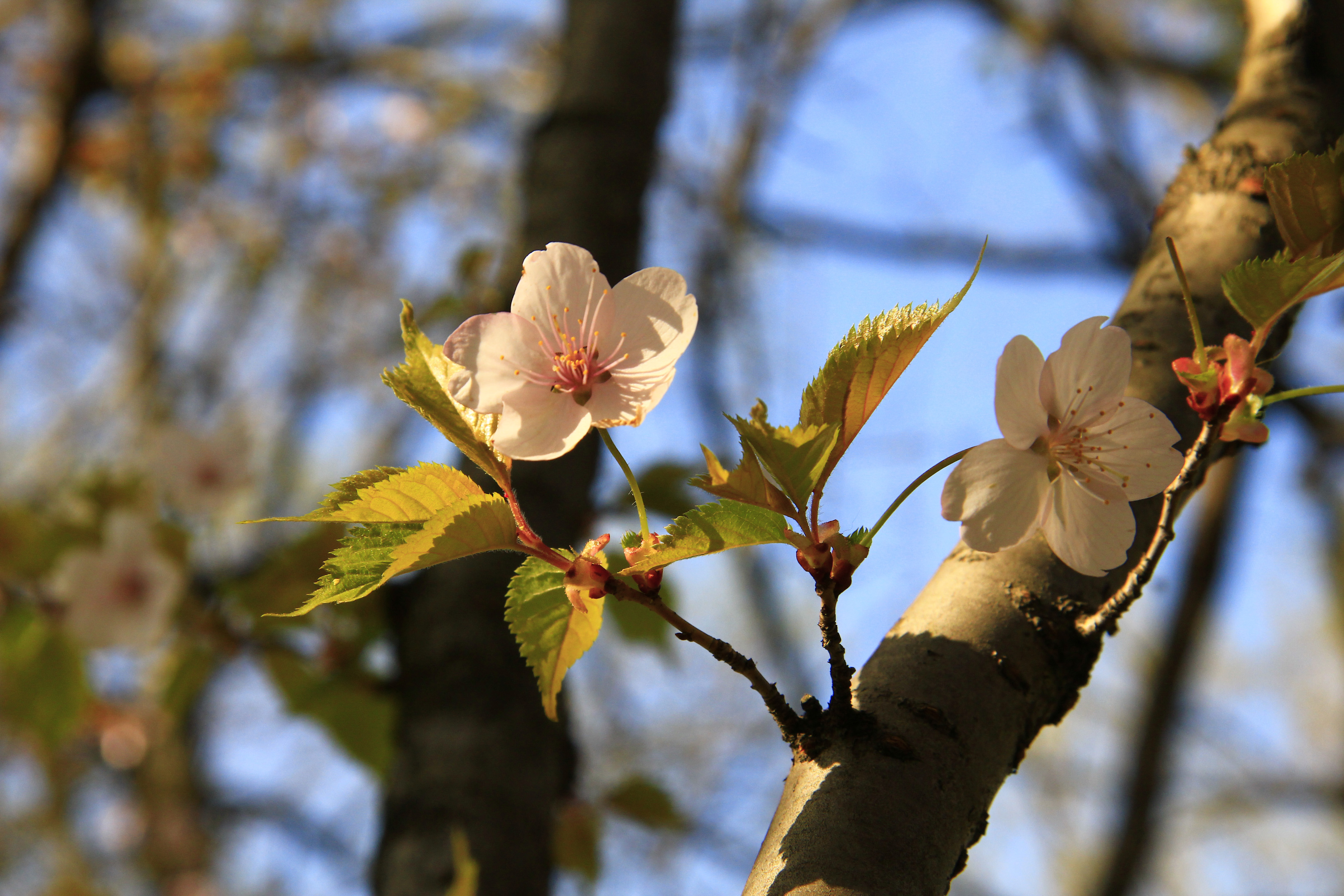 免费屏幕保护程序 樱花, 鲜花, 春季