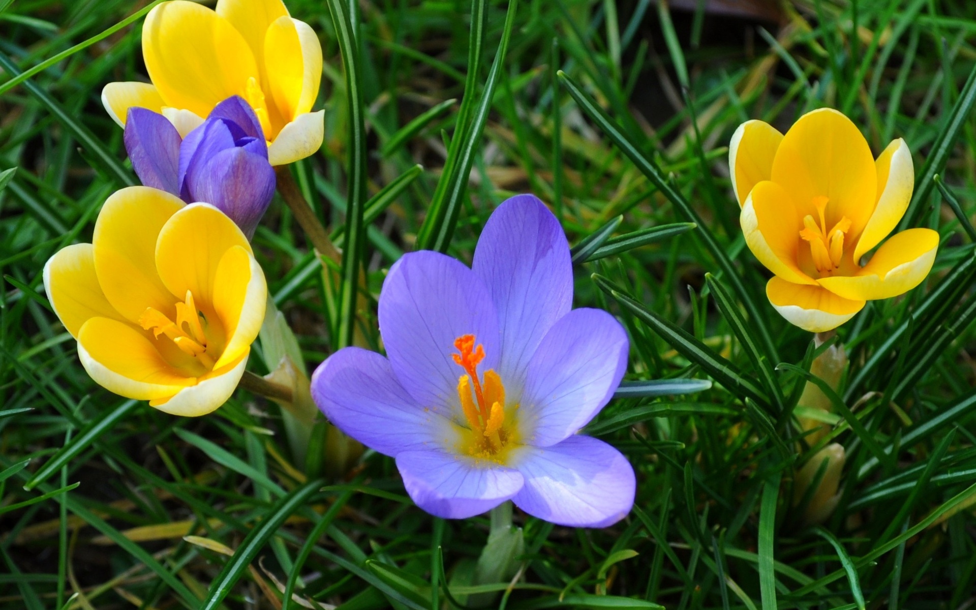 Wallpapers primroses crocuses grass on the desktop