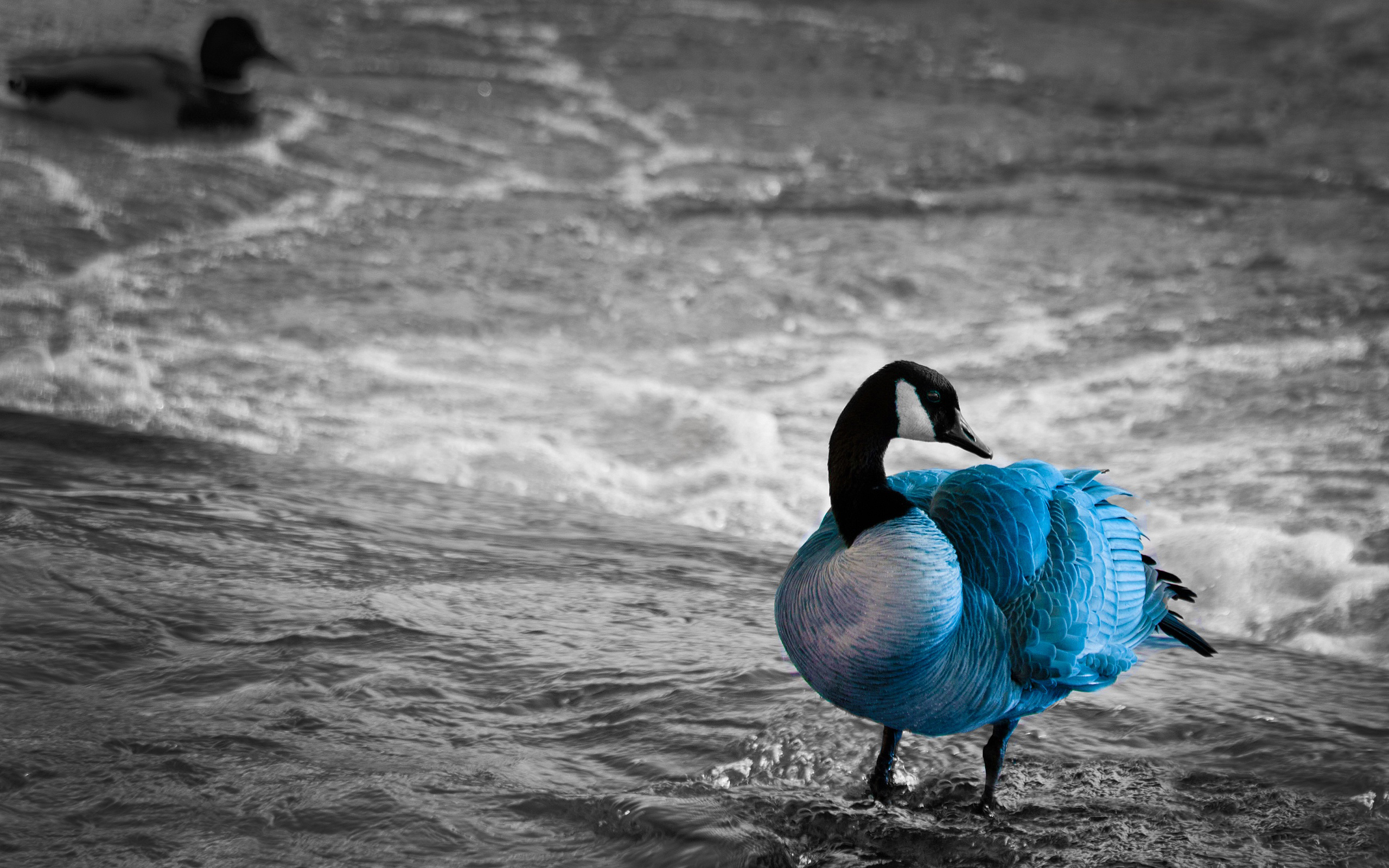 Wallpapers duck blue river on the desktop