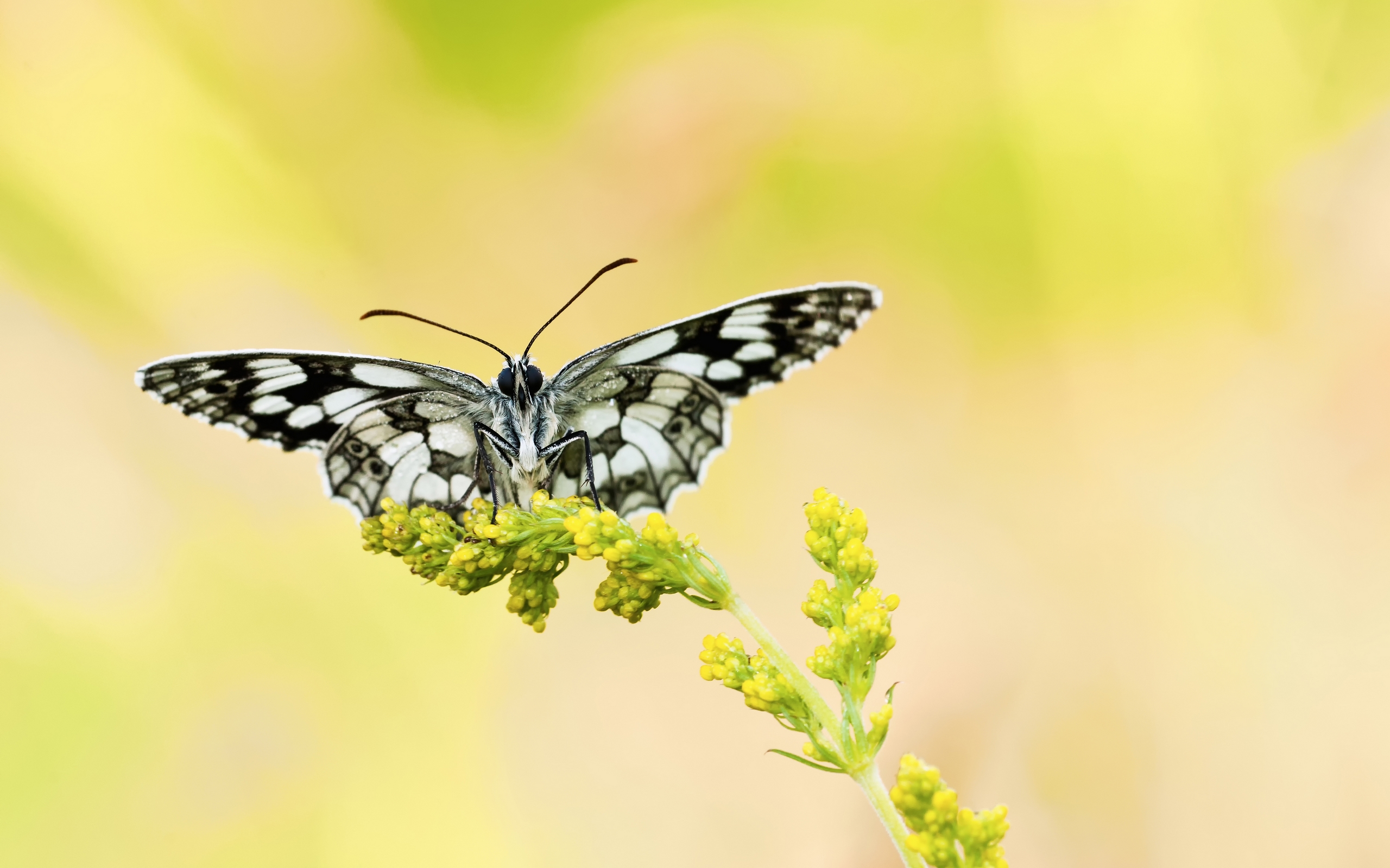 Wallpapers butterfly wings eyes on the desktop