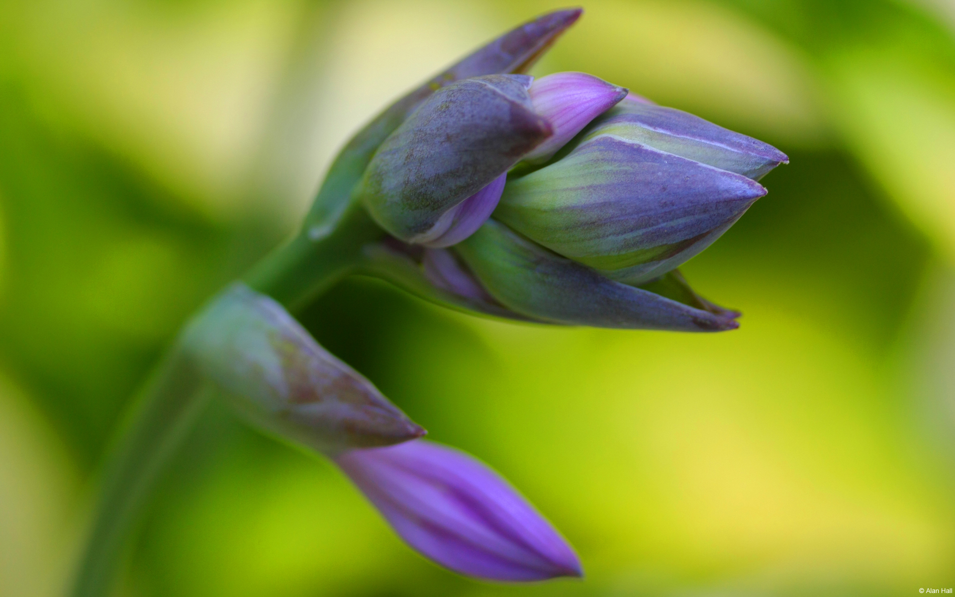 桌面上的壁纸新芽 蓝 花瓣