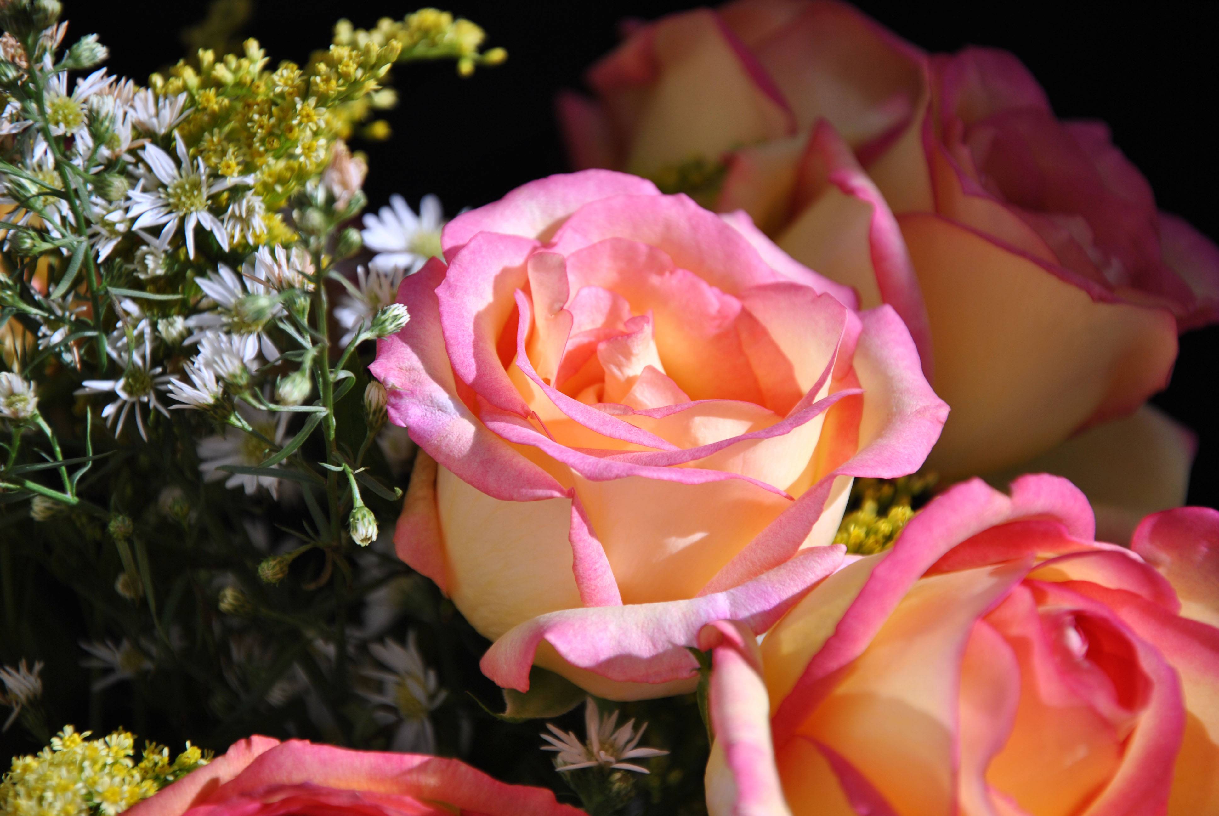 桌面上的壁纸粉红玫瑰花束 鲜花 粉红花蕾