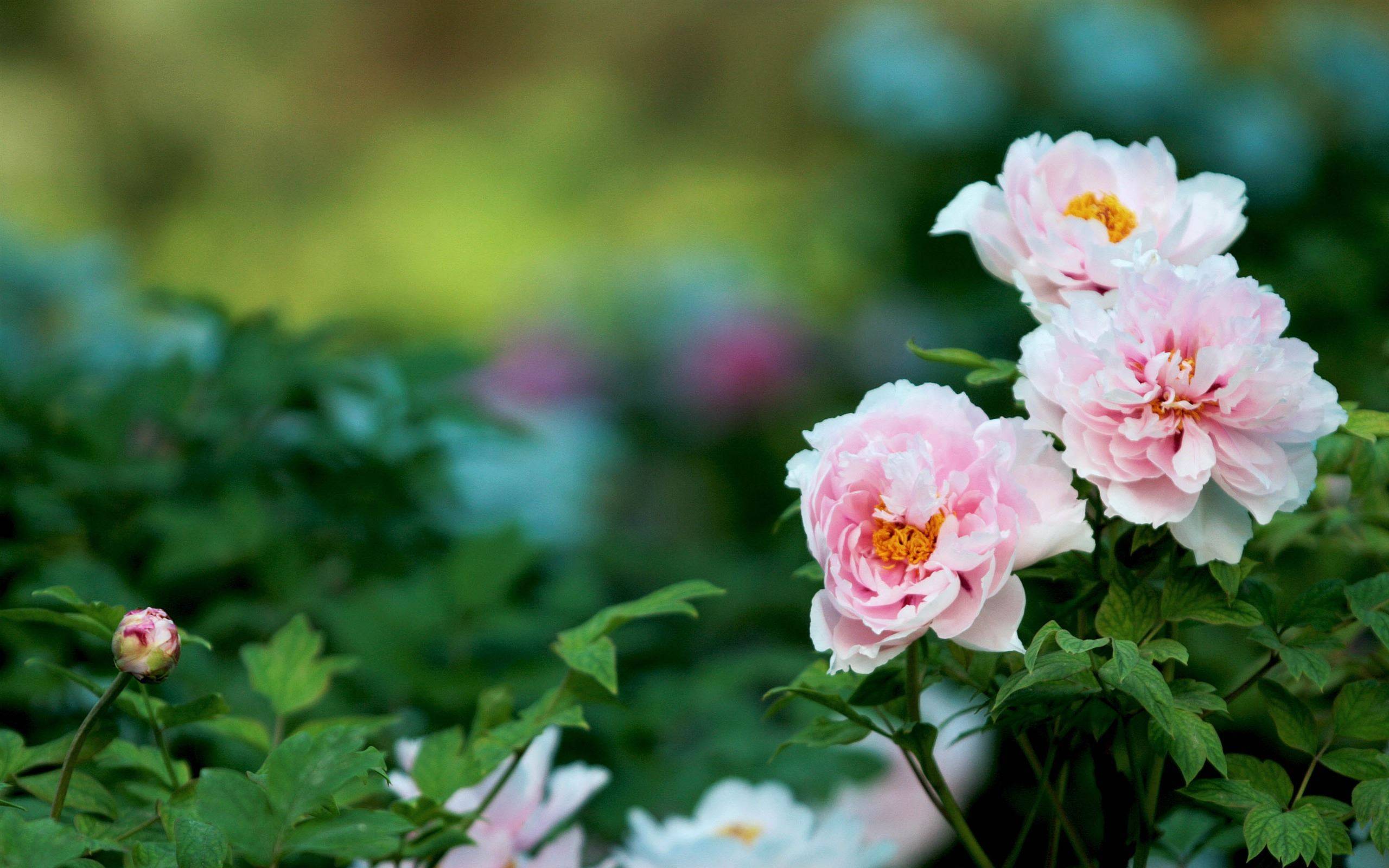 Wallpapers Chinese peonies branch petals on the desktop