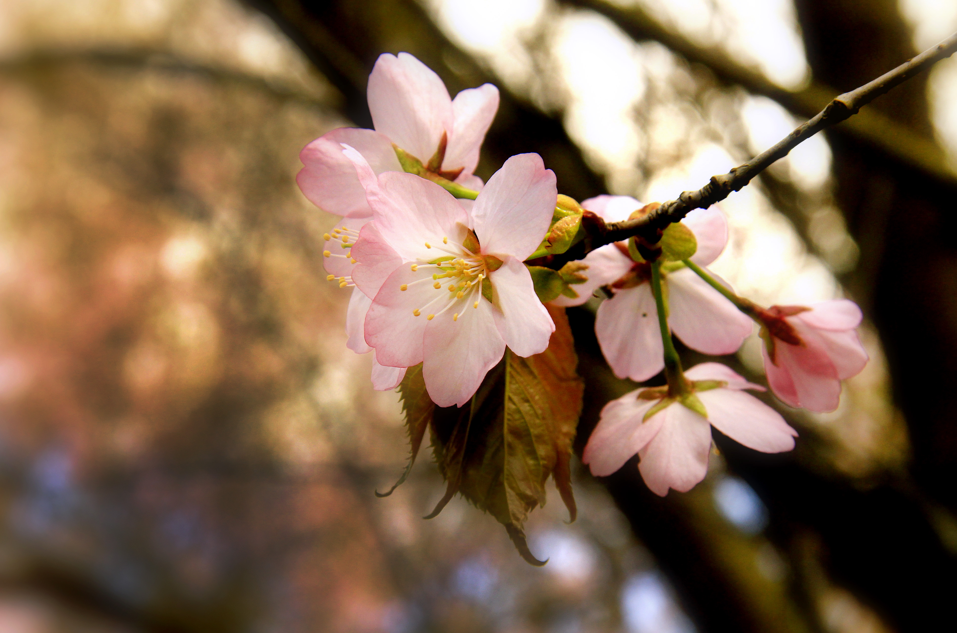 桌面上的壁纸鲜花 樱花 春季