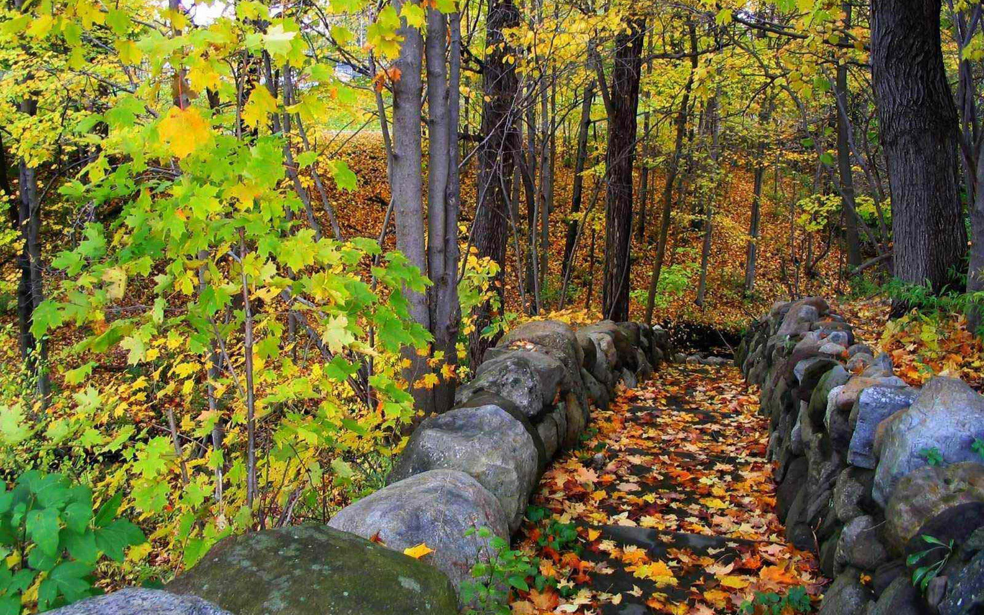 Wallpapers leaf fall trees bark on the desktop