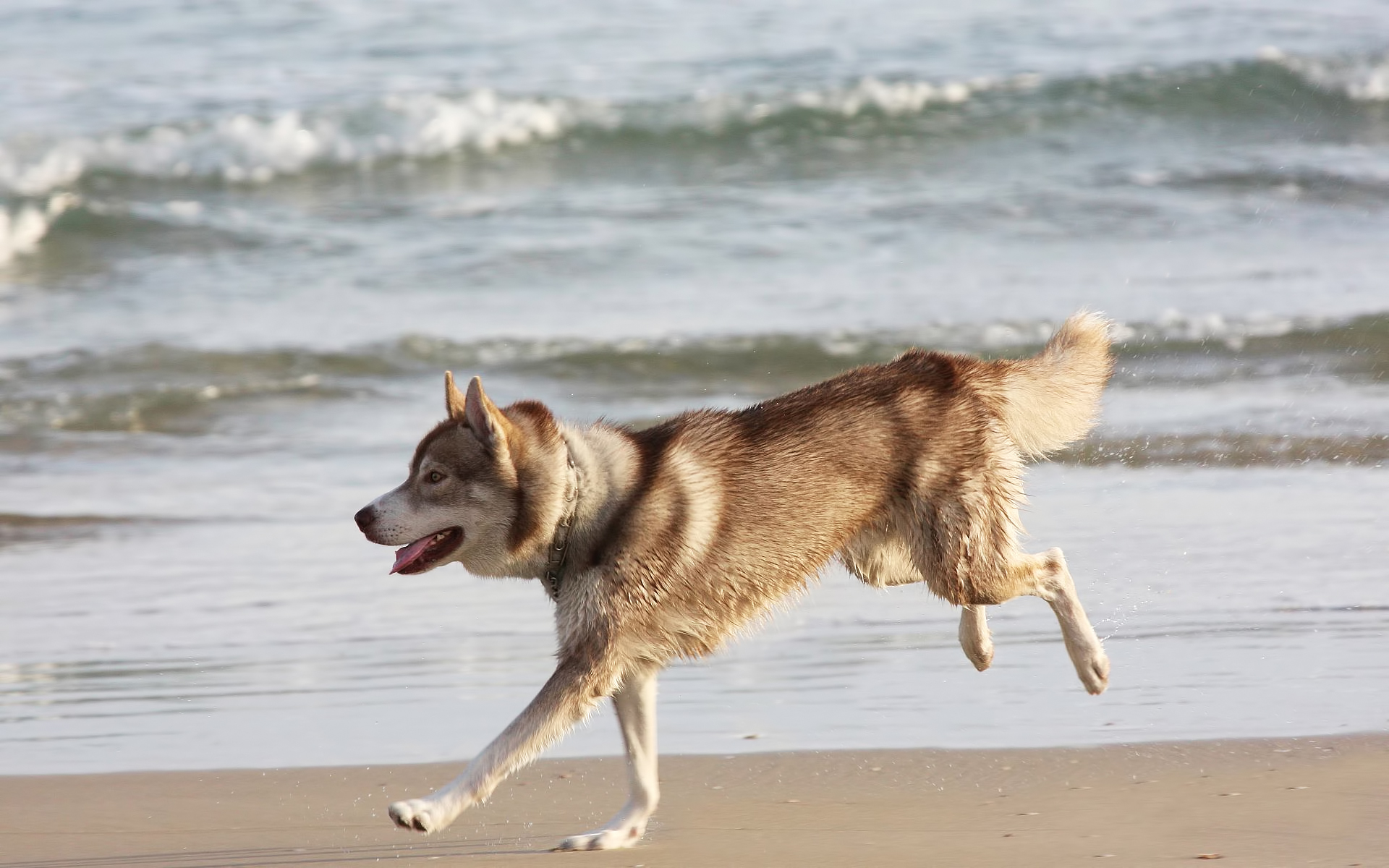 桌面上的壁纸牧羊犬 培养 羊毛