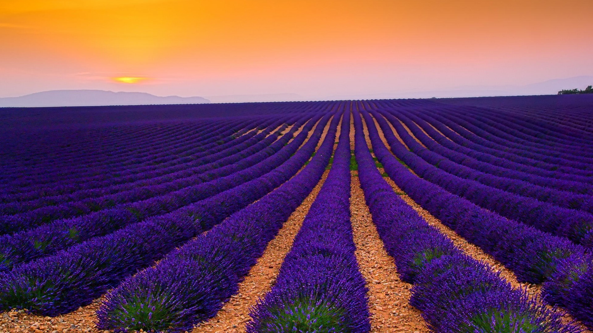 Wallpapers field lavender stones on the desktop