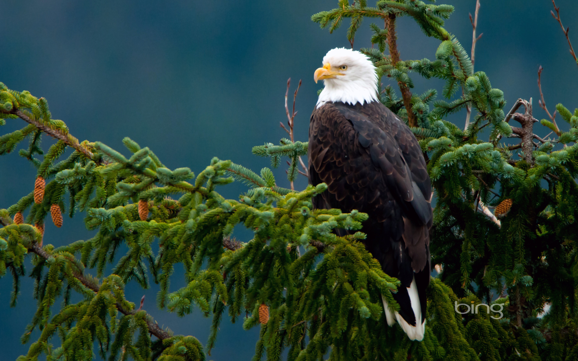 Wallpapers bird eagle falcon on the desktop