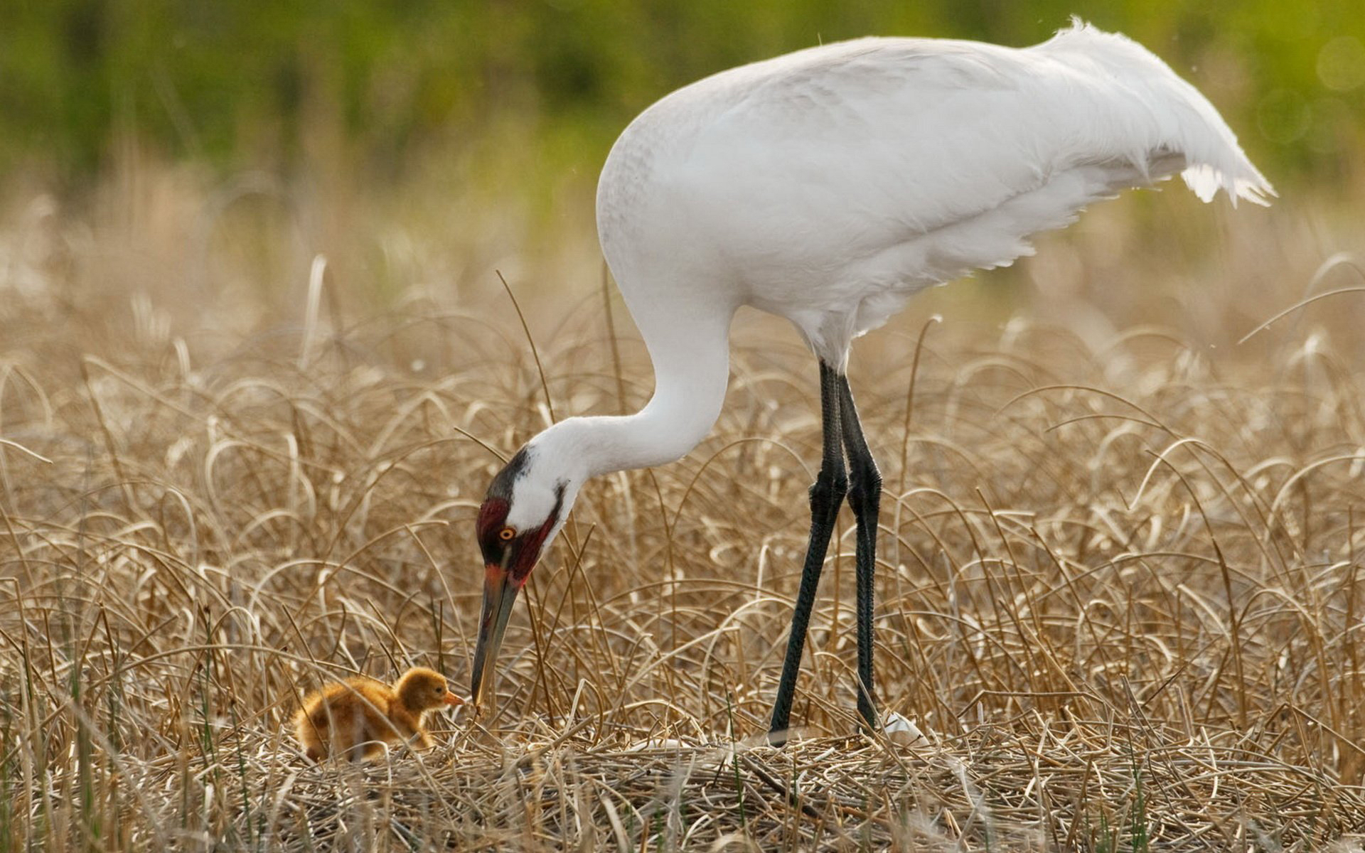 Wallpapers family heron paws on the desktop