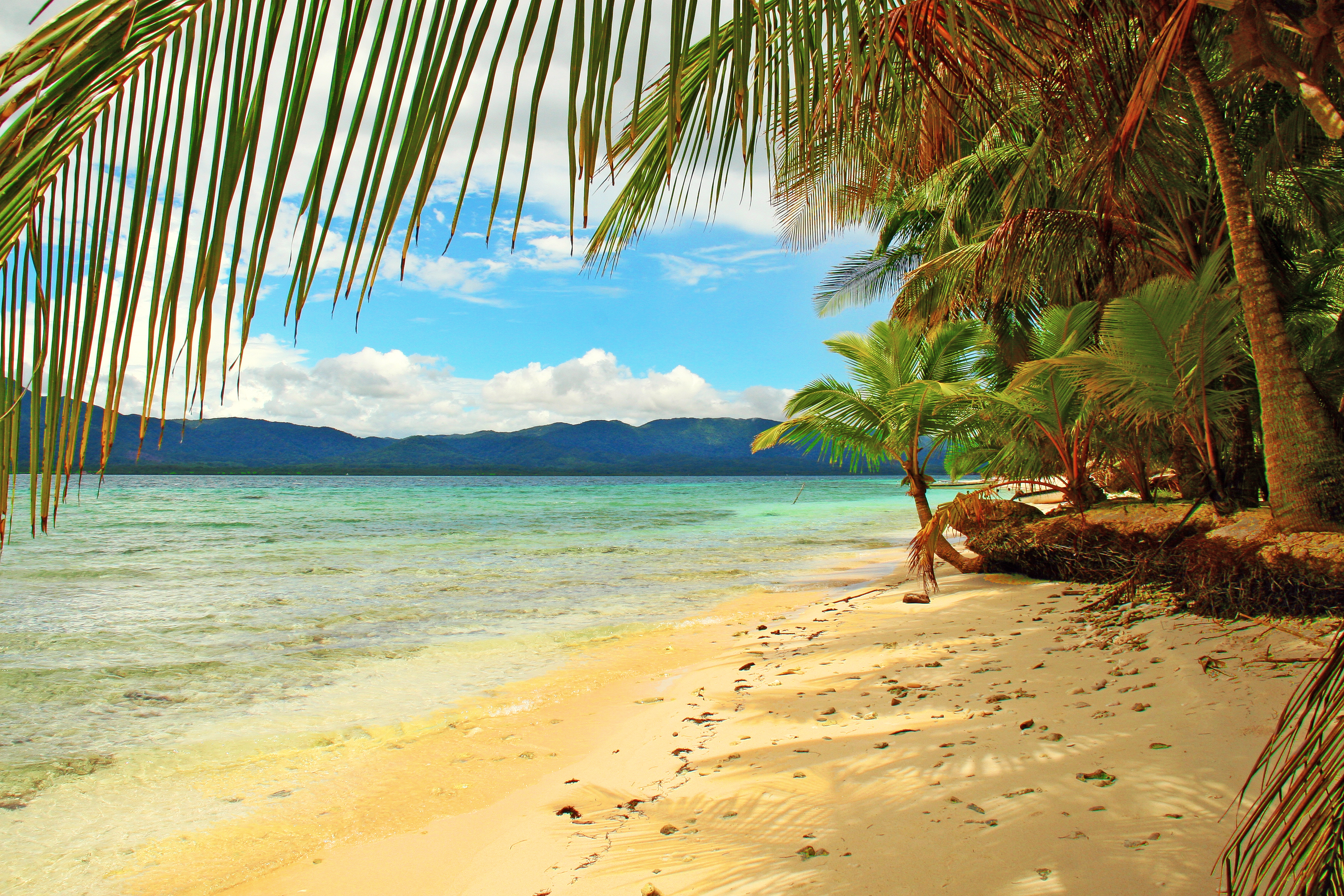 Wallpapers landscapes trees sand beach on the desktop