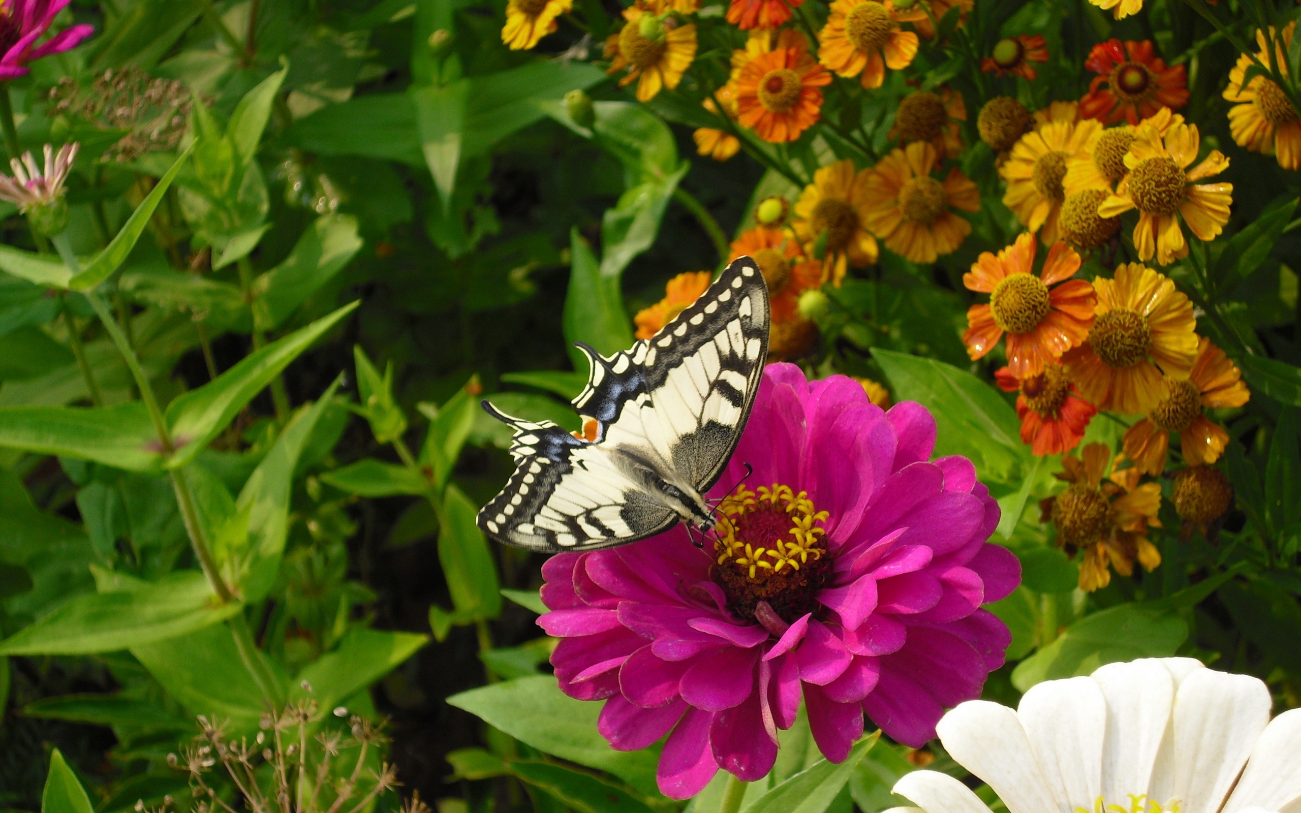 Wallpapers butterfly flowers nectar on the desktop