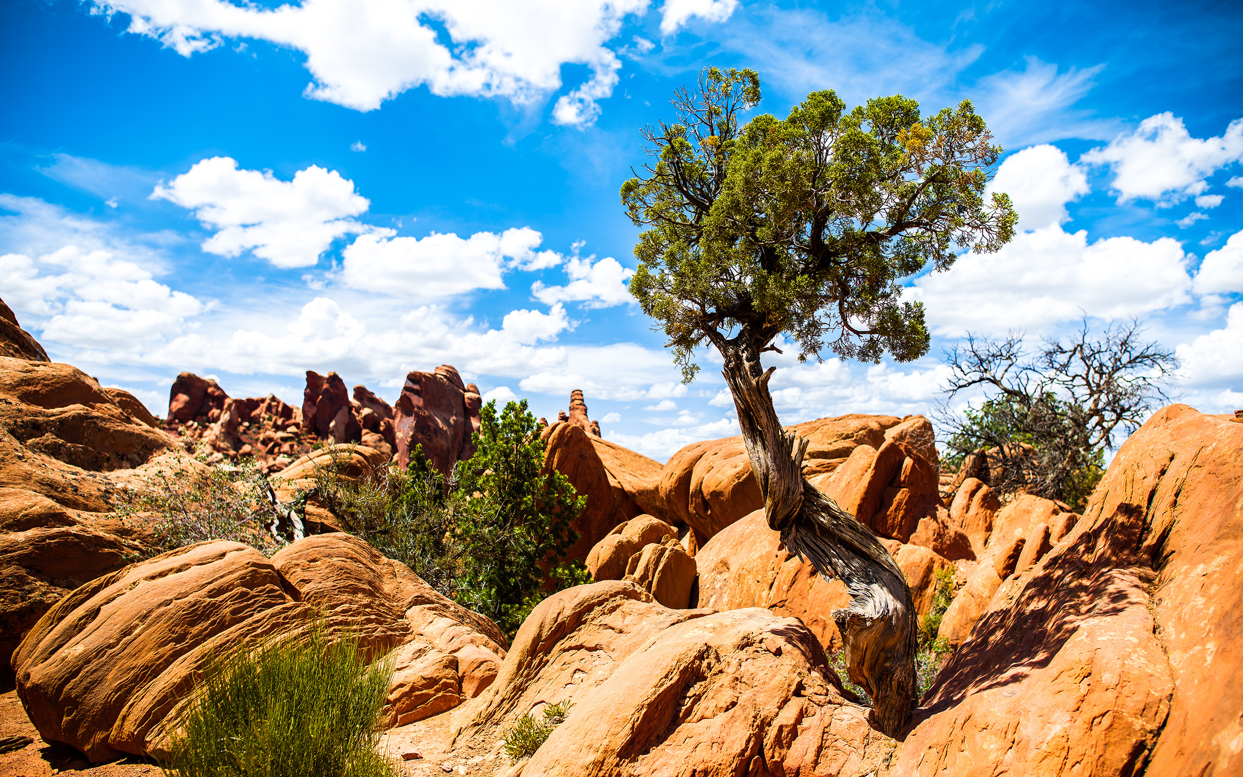 Wallpapers tree in stones sky clouds on the desktop