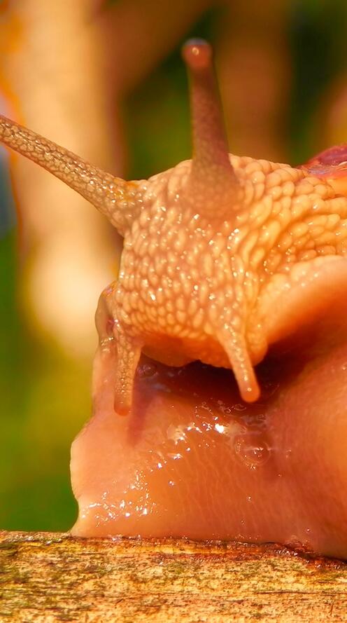 Где у улитки глаза фото Где у улитки глаза фото