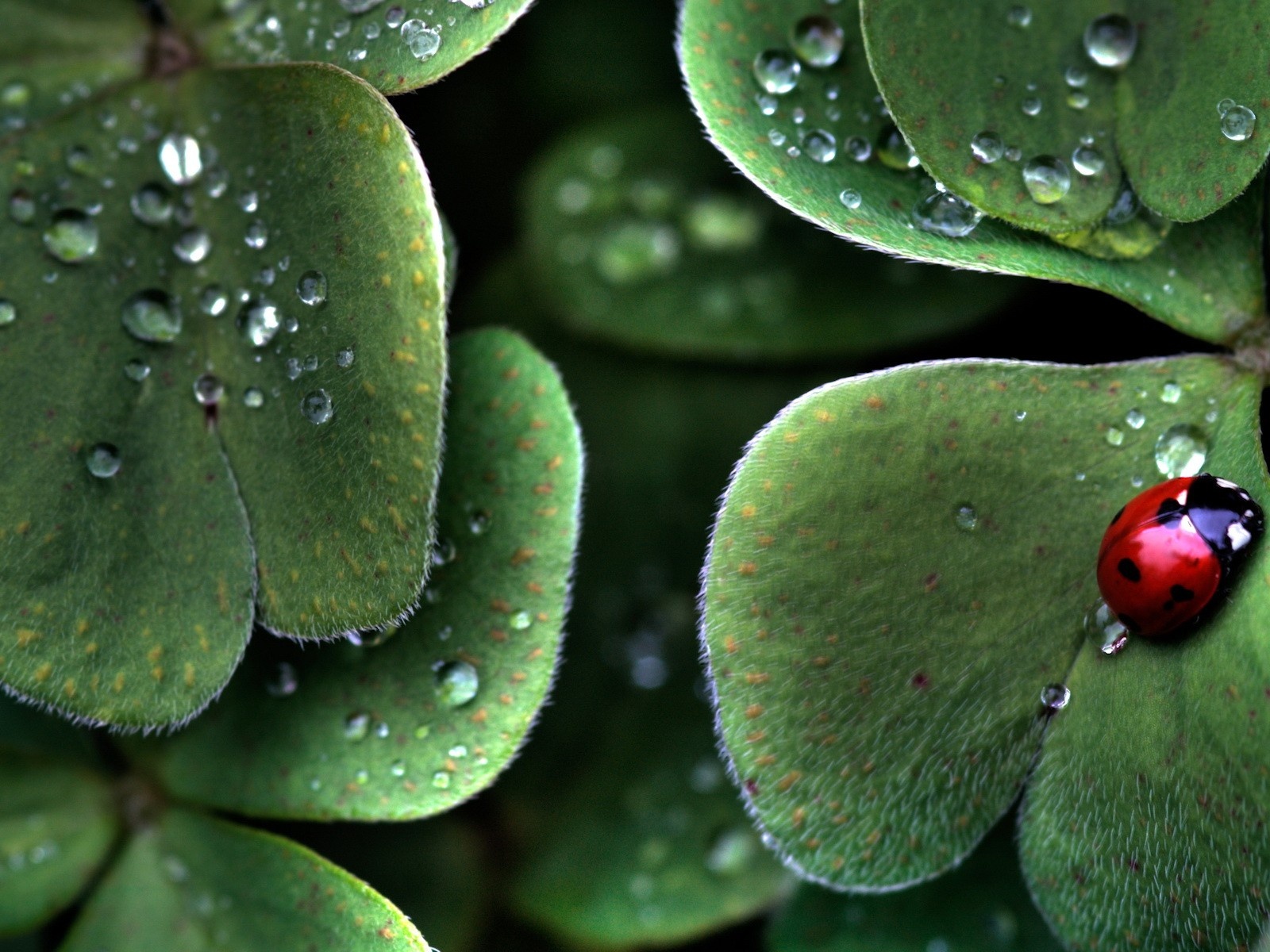 Wallpapers ladybird on a leaf drops on the desktop