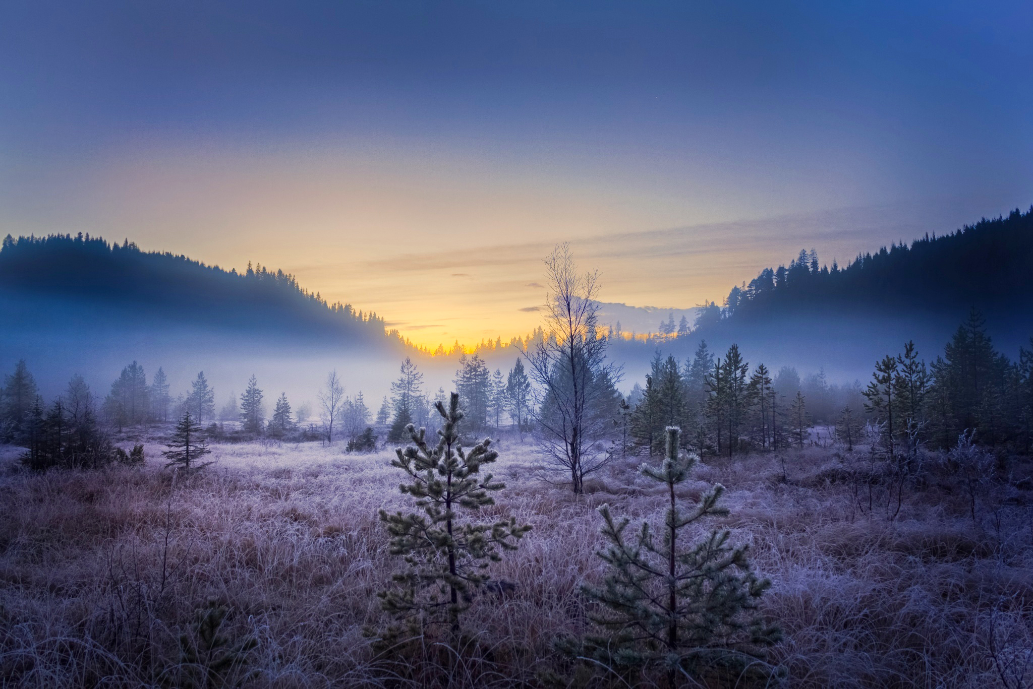 Wallpapers landscape trees fog on the desktop