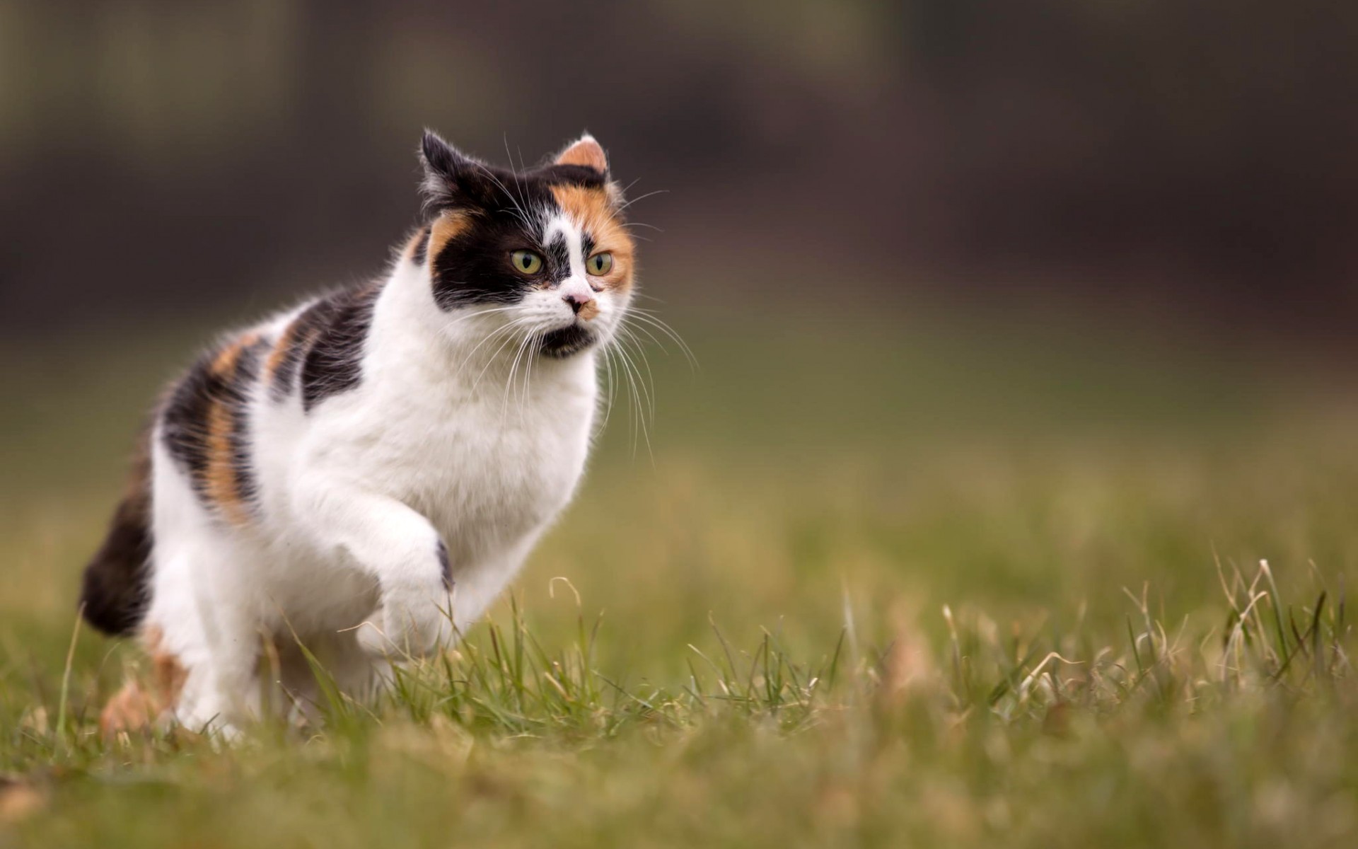 Wallpapers three-color cat muzzle on the desktop