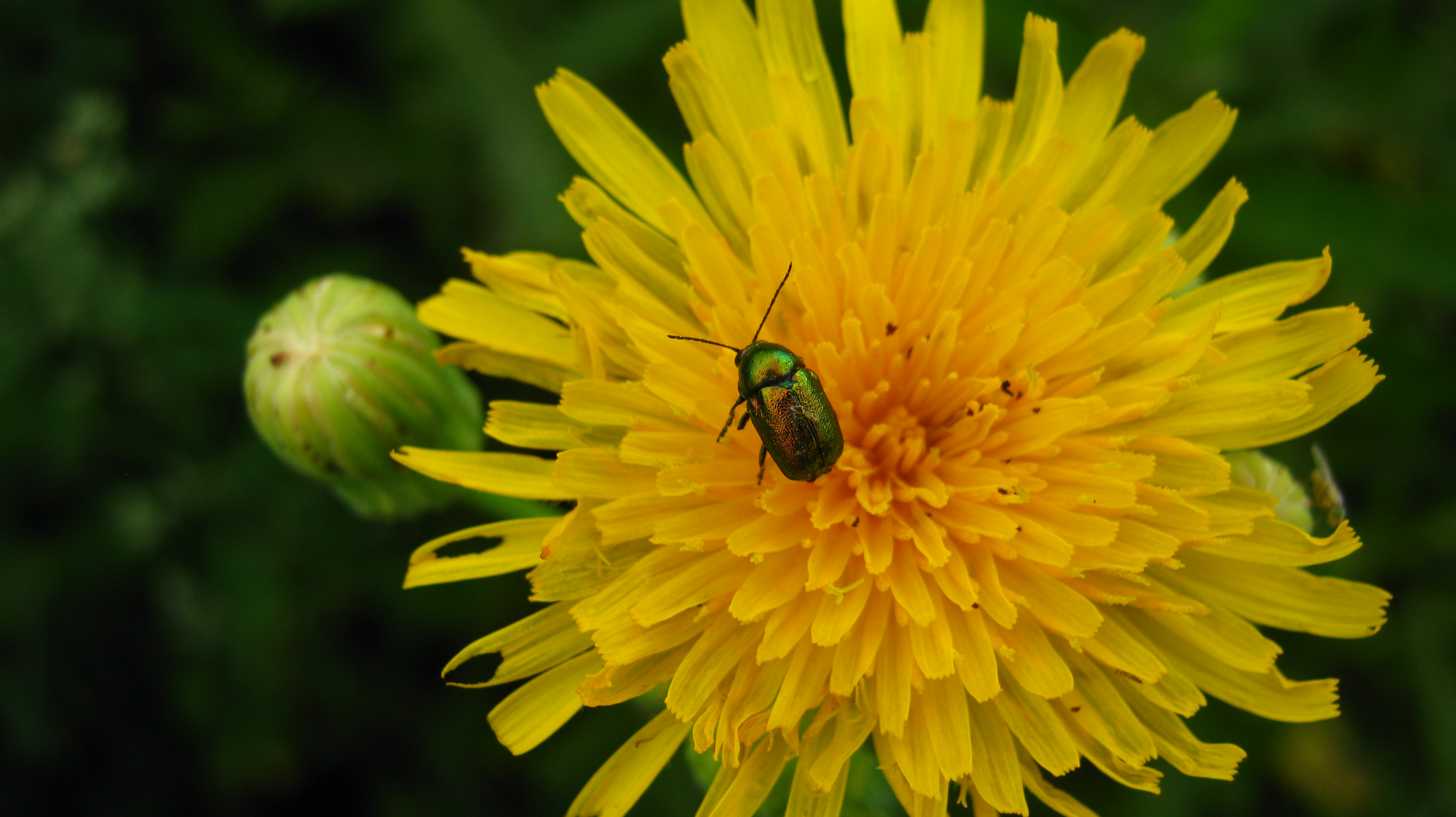 Free photo Free screensaver flower, nature, summer