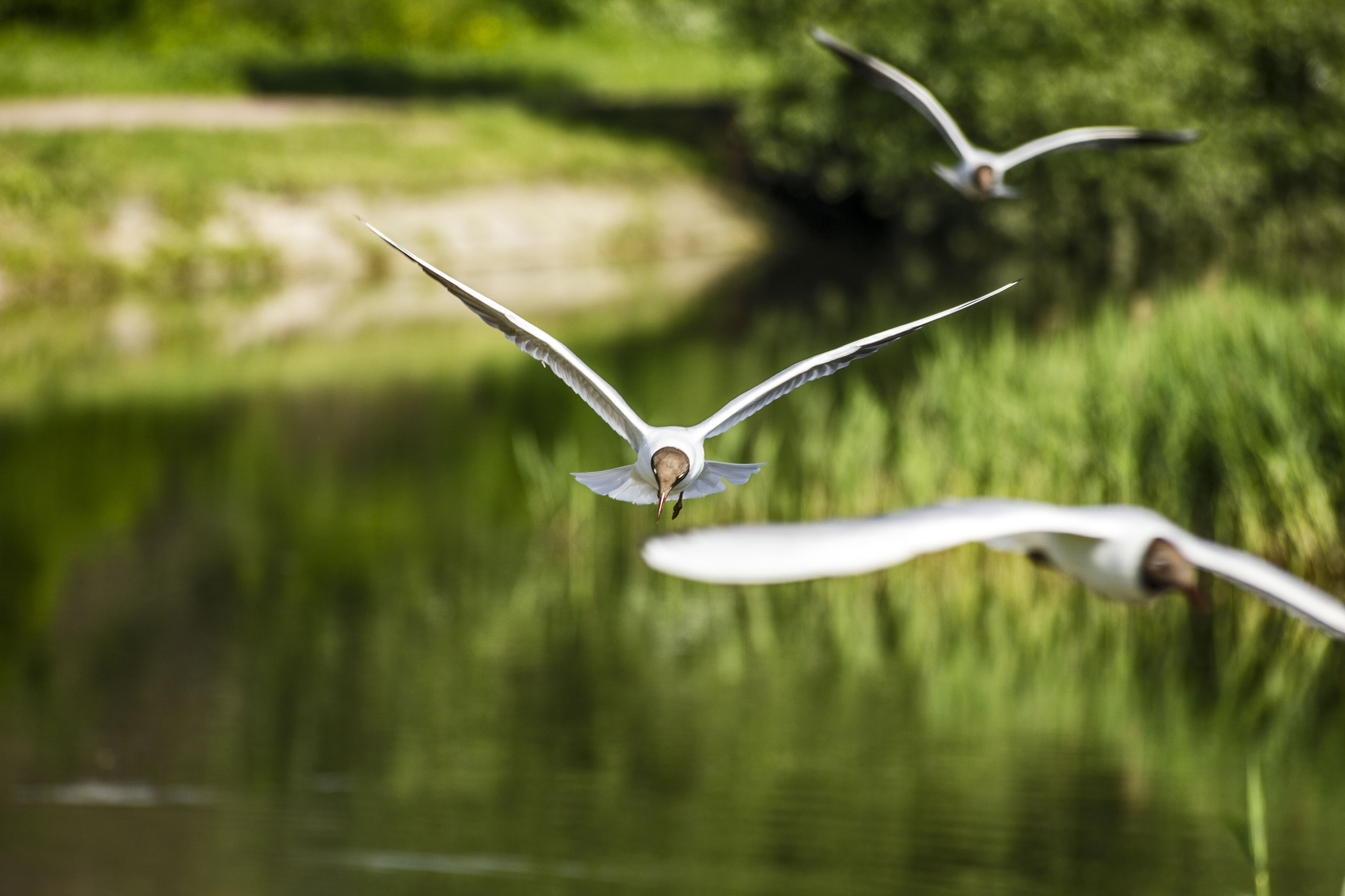 Wallpapers gulls birds summer on the desktop