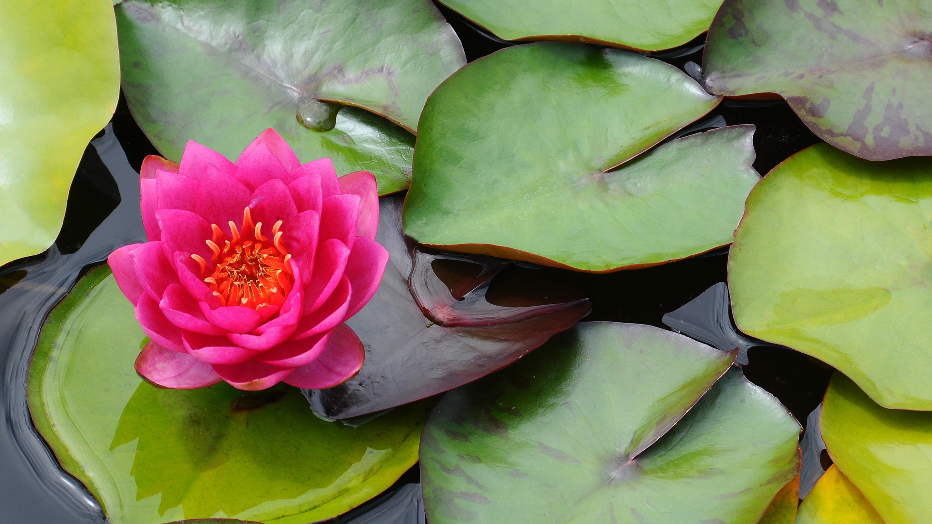 Wallpapers leaves pink lotus on the desktop