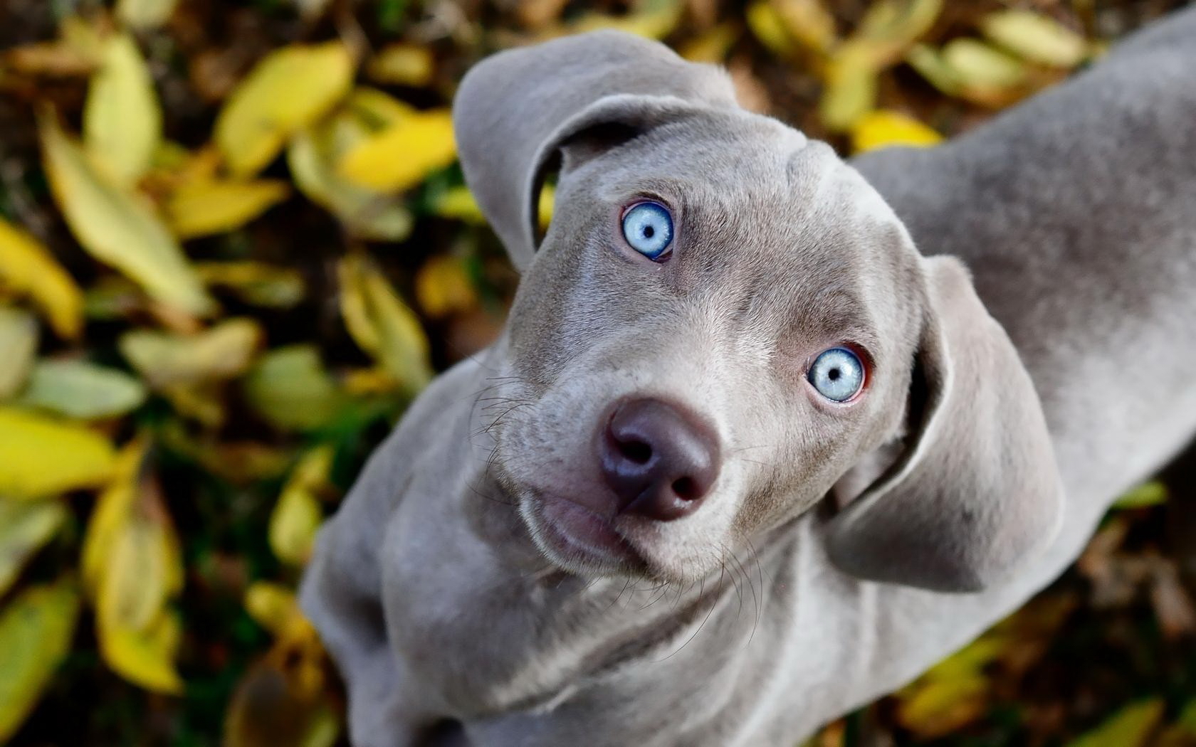 桌面上的壁纸蚜虫 幼犬 蓝调