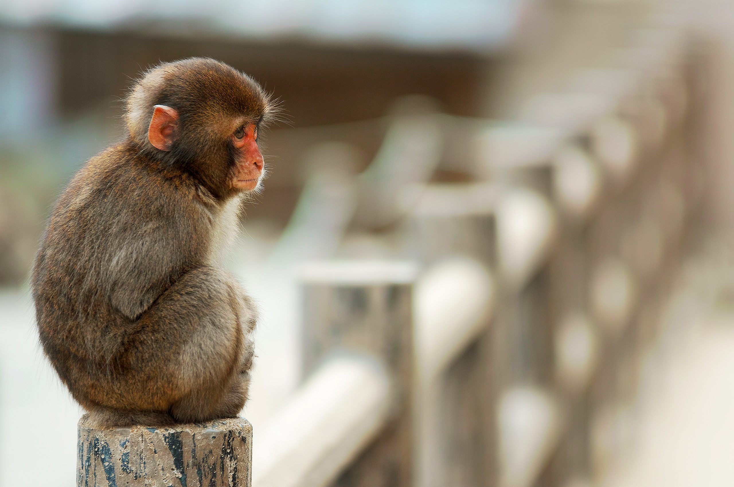 Free photo There`s a little monkey sitting on the fence.