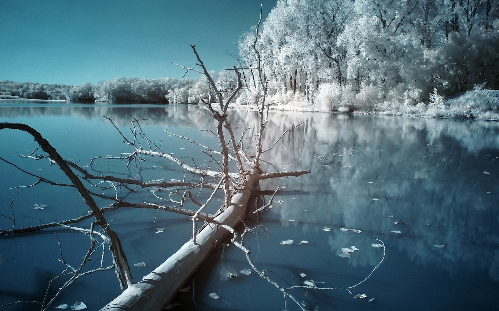 Wallpapers winter lake tree ice on the desktop