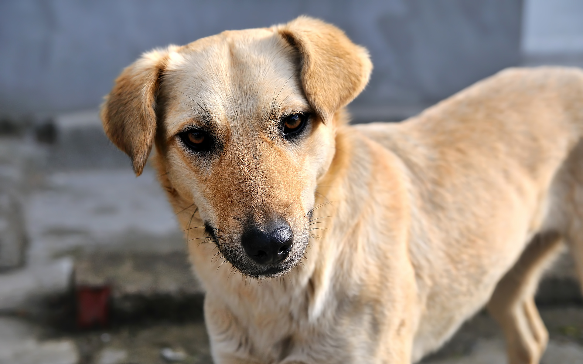 桌面上的壁纸蚜虫 幼犬 项圈