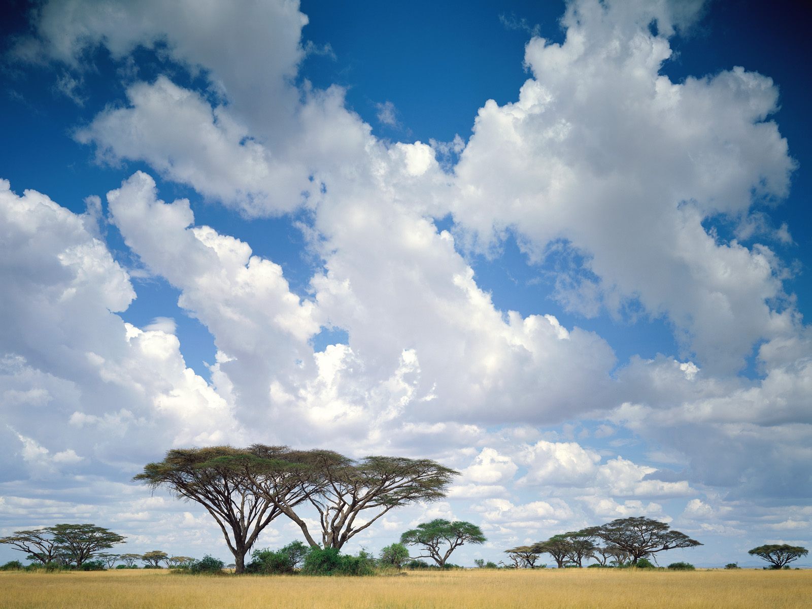 Wallpapers clouds far trees on the desktop