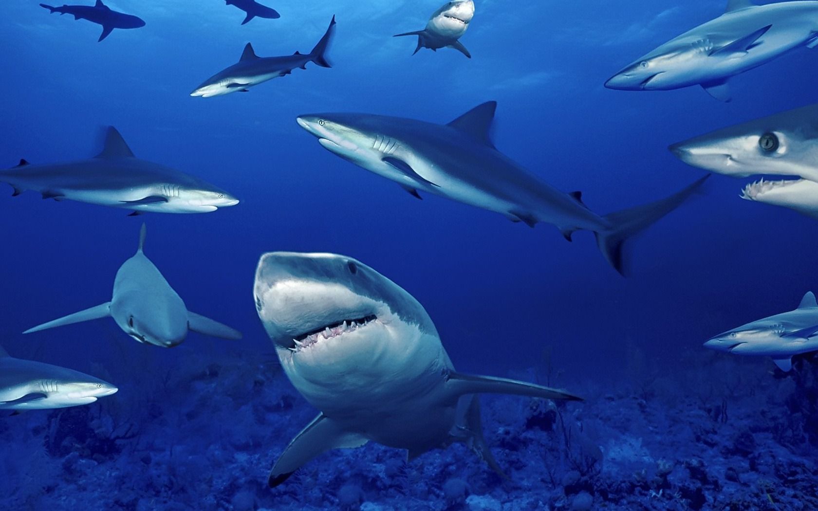 Wallpapers sharks ocean depth on the desktop