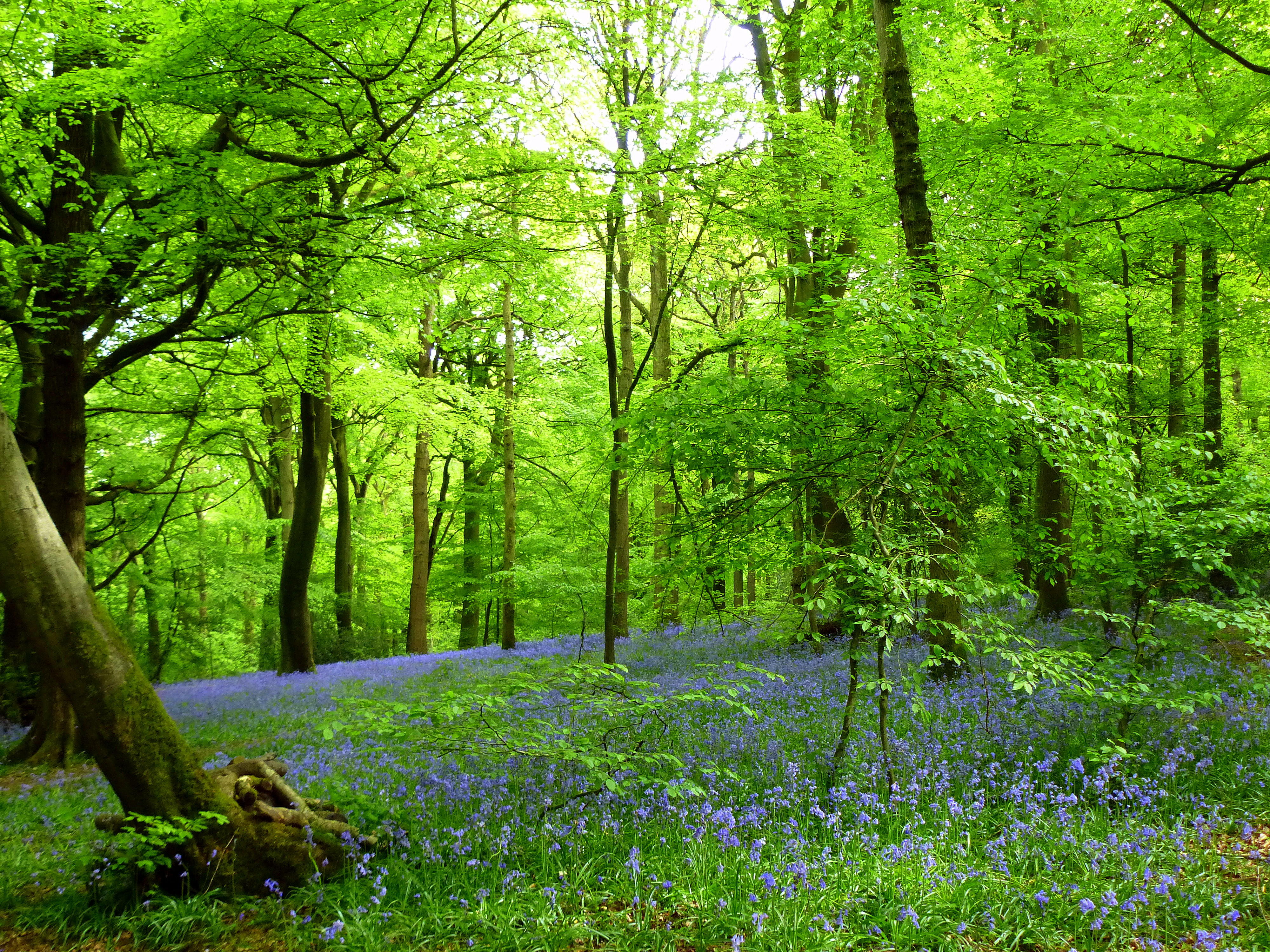 Wallpapers greens green leaves wildflowers on the desktop