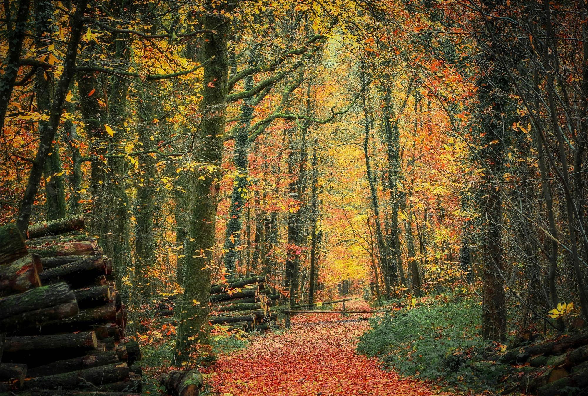 Обои опавшие листья дорога по лесу осень на рабочий стол