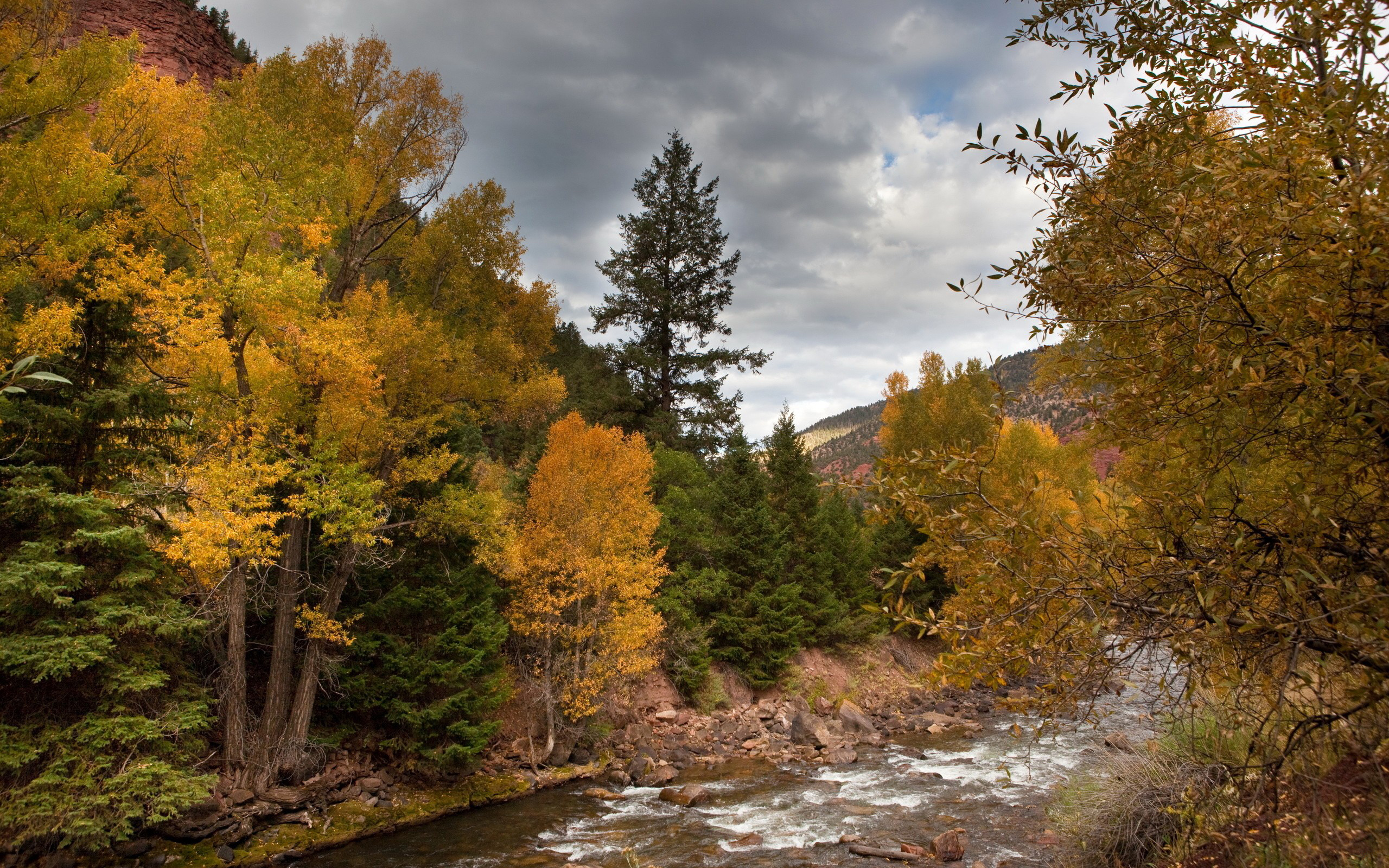 Wallpapers forest river mountain river on the desktop