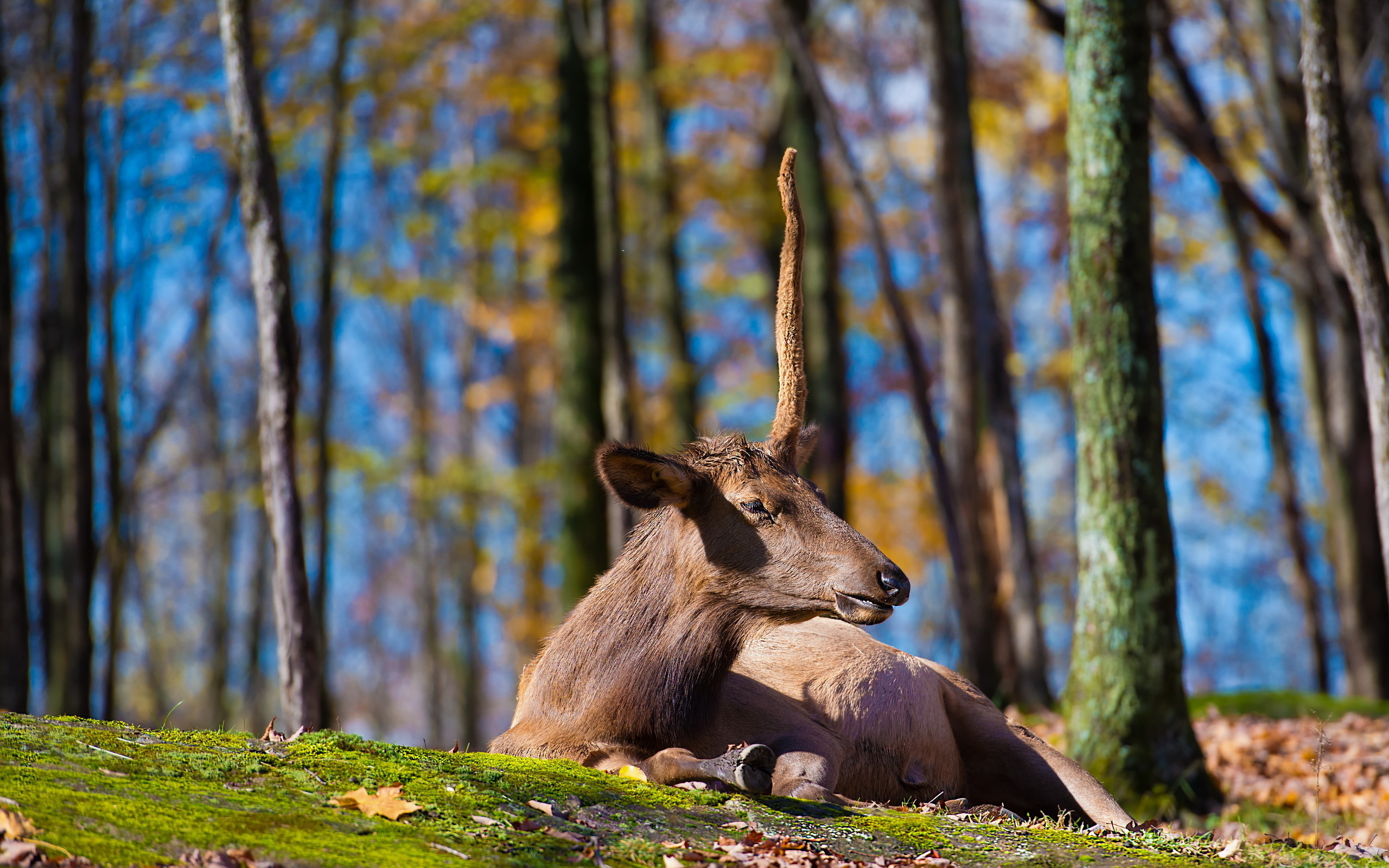 Wallpapers elk horn lying on the desktop