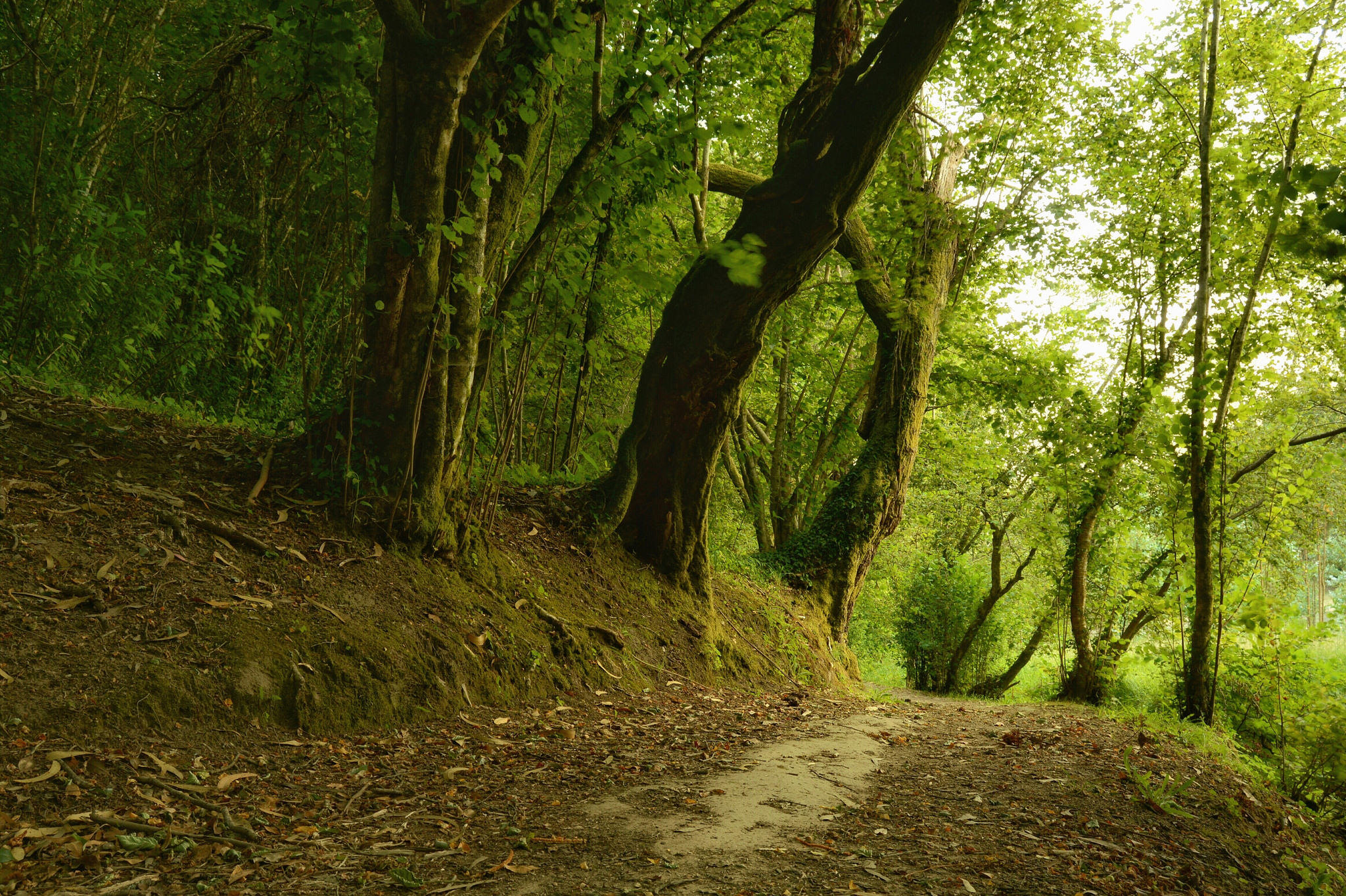 Wallpapers trees Salnes landscape on the desktop