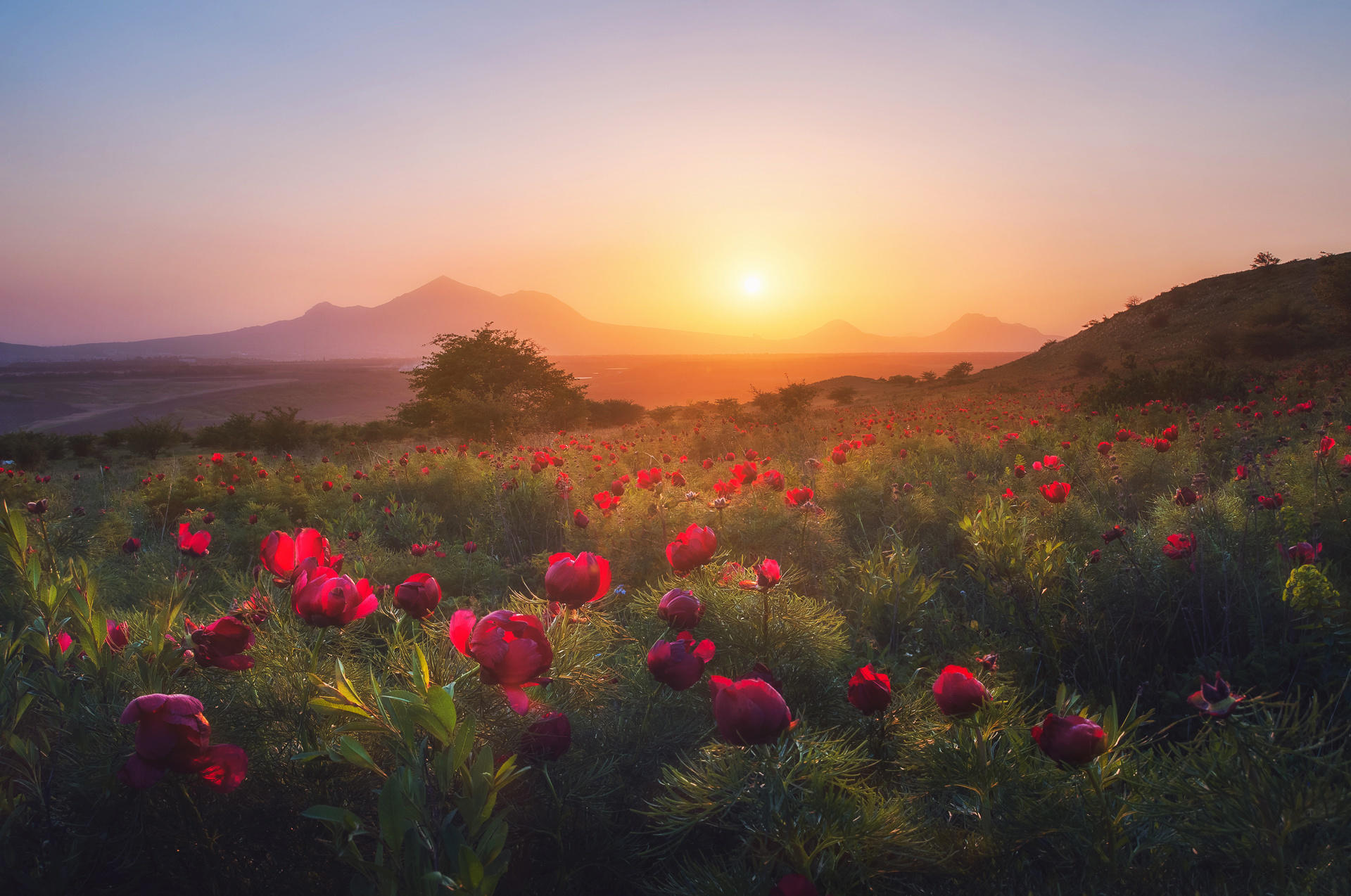 Wallpapers zakt field peonies on the desktop